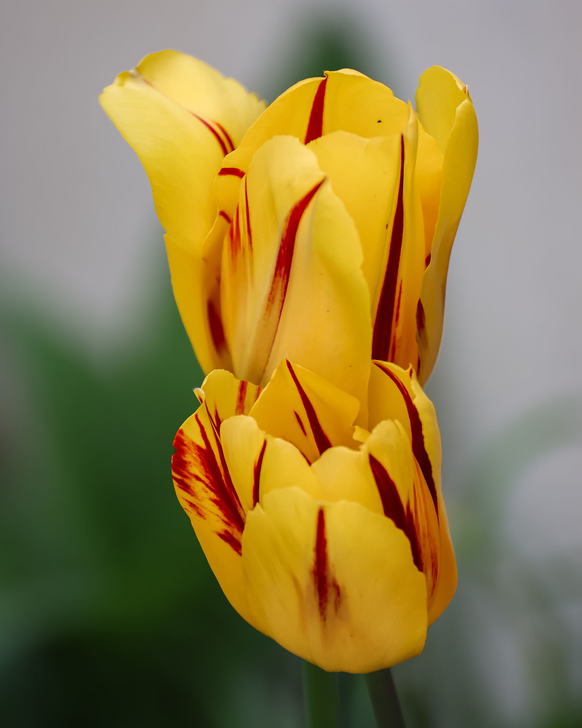 Tulipani