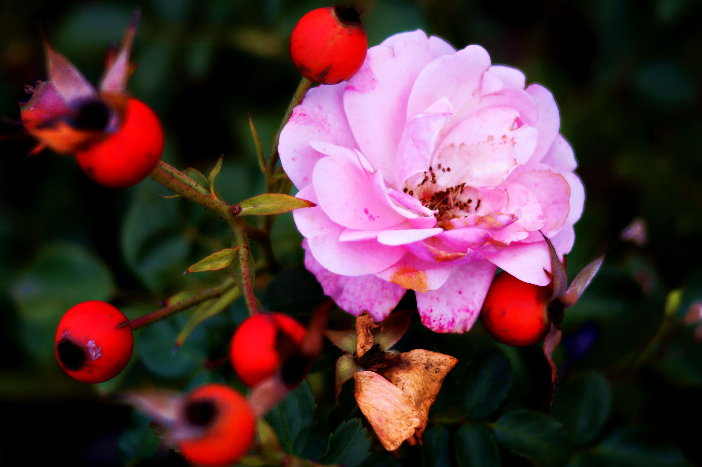 obiettivo proiettore Staeble-Werk Stellar 85mm f2.8