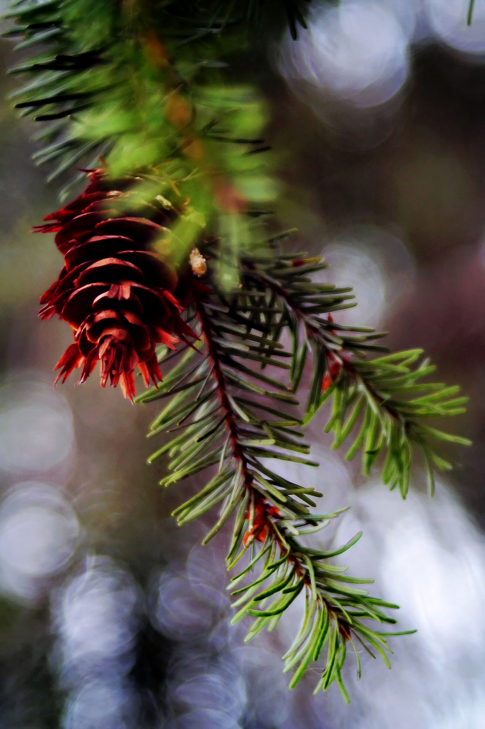 obiettivo proiettore Staeble-Werk Stellar 85mm f2.8