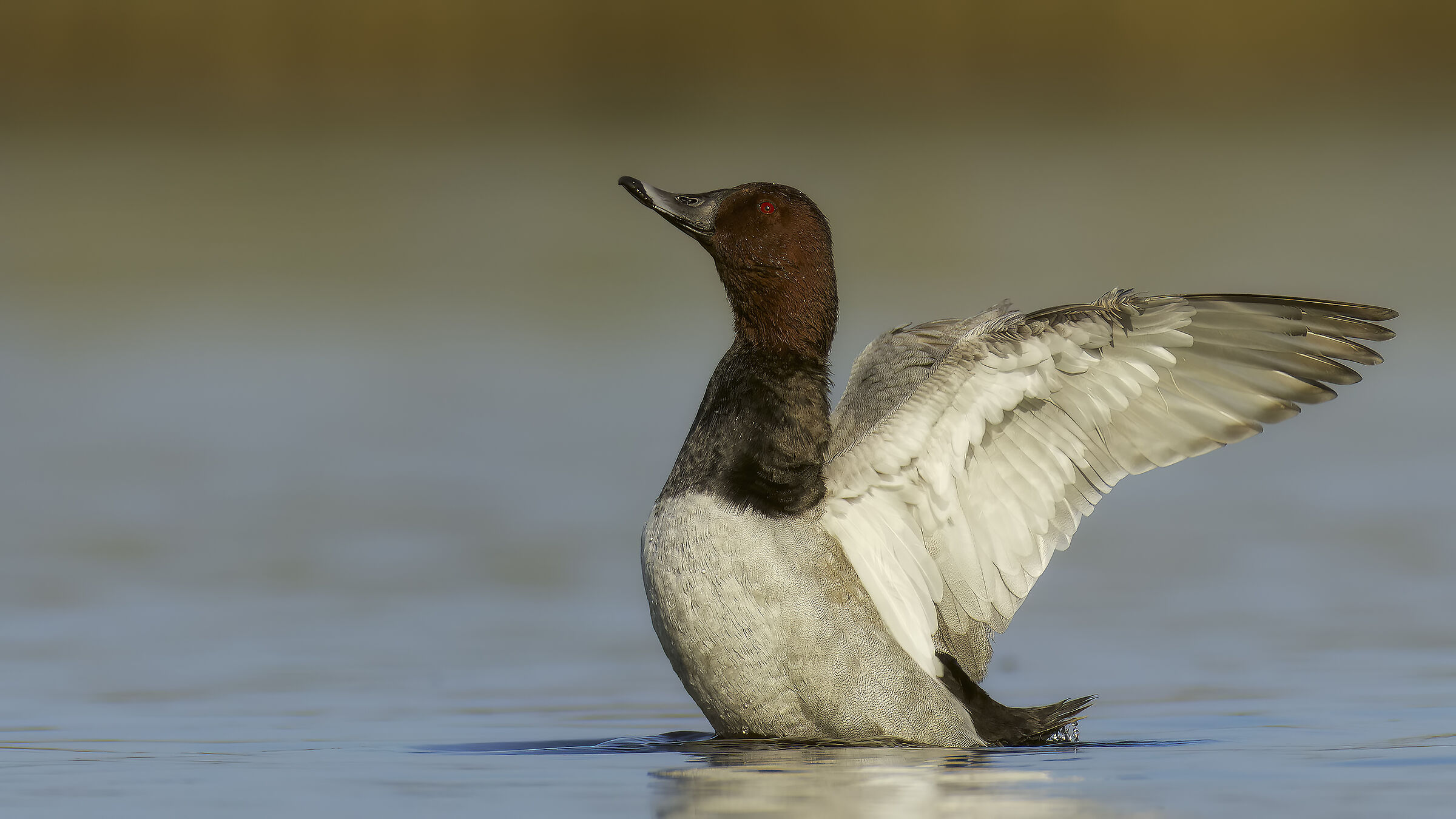 moriglione al bagno3