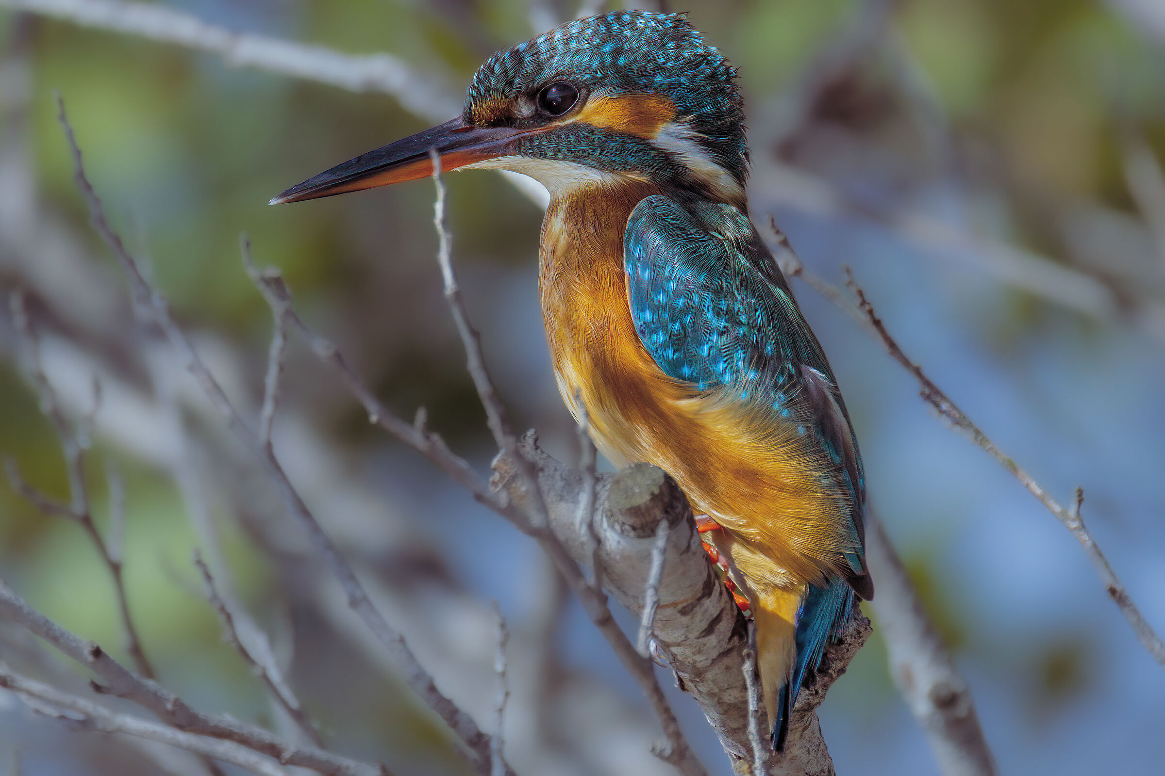 Female kingfisher