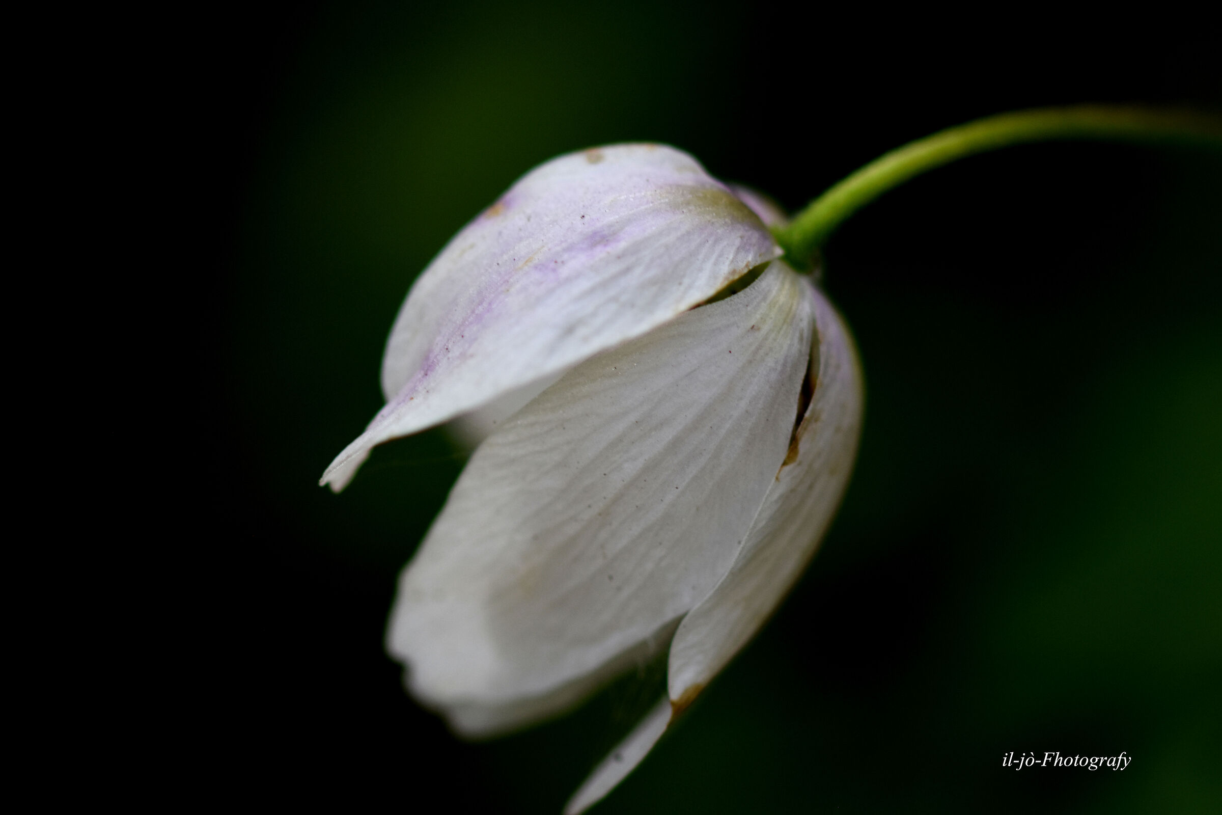 Untitled Photo