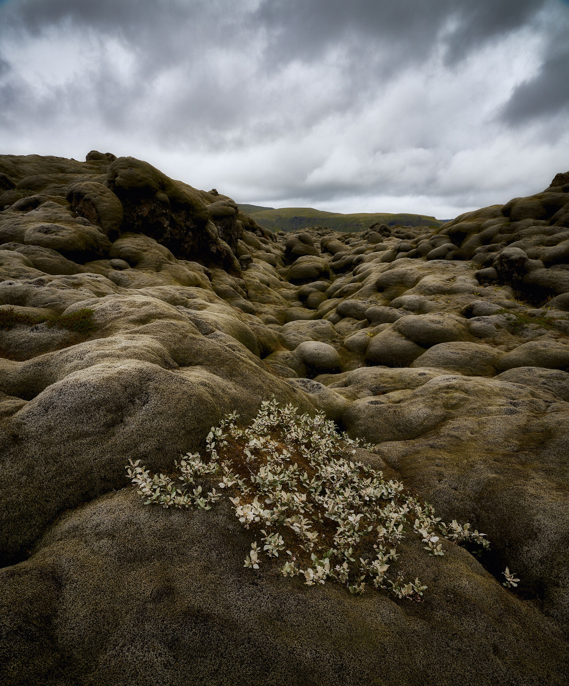Mossy Lava Fields