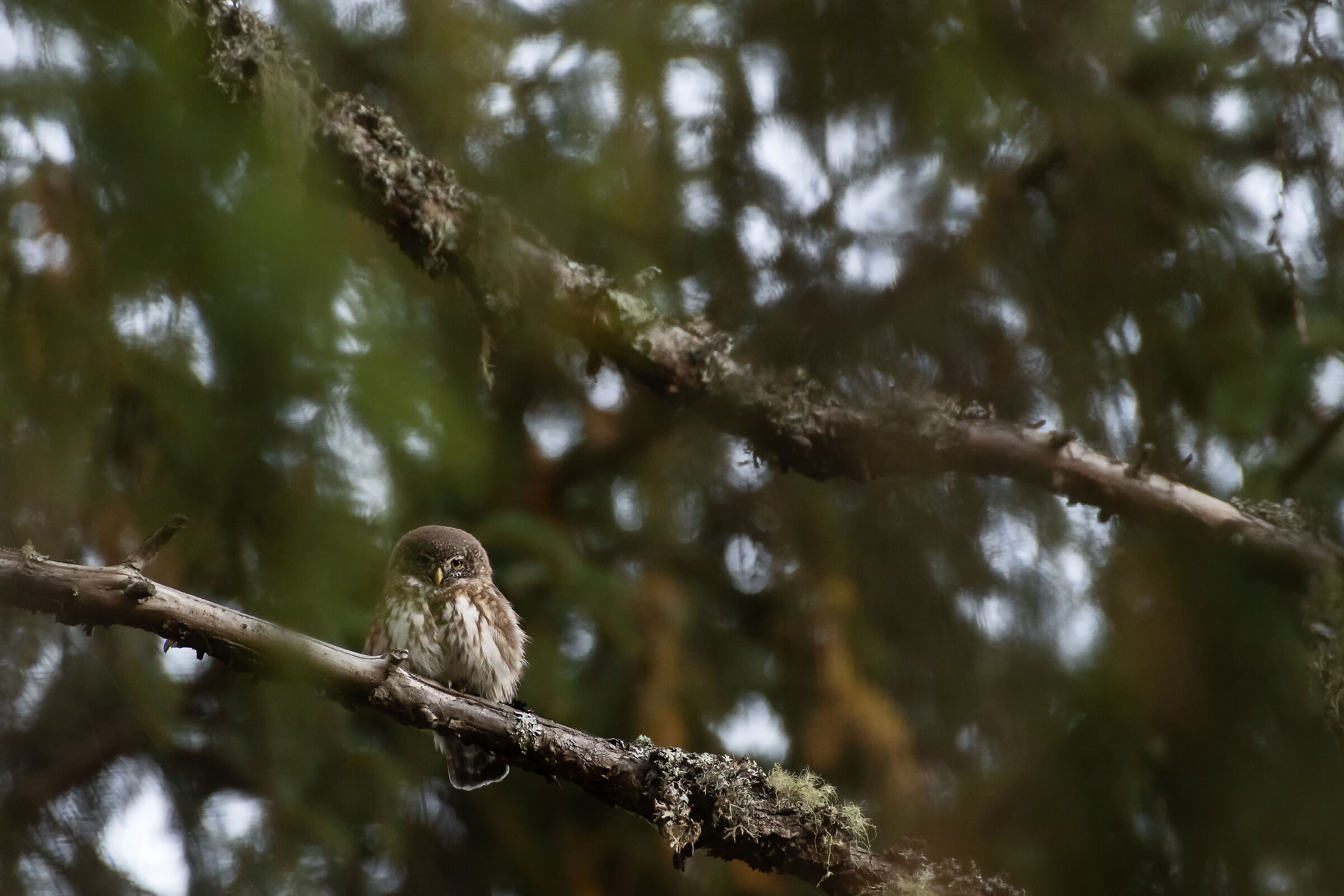 Dwarf owl - Glaucidium passerinum