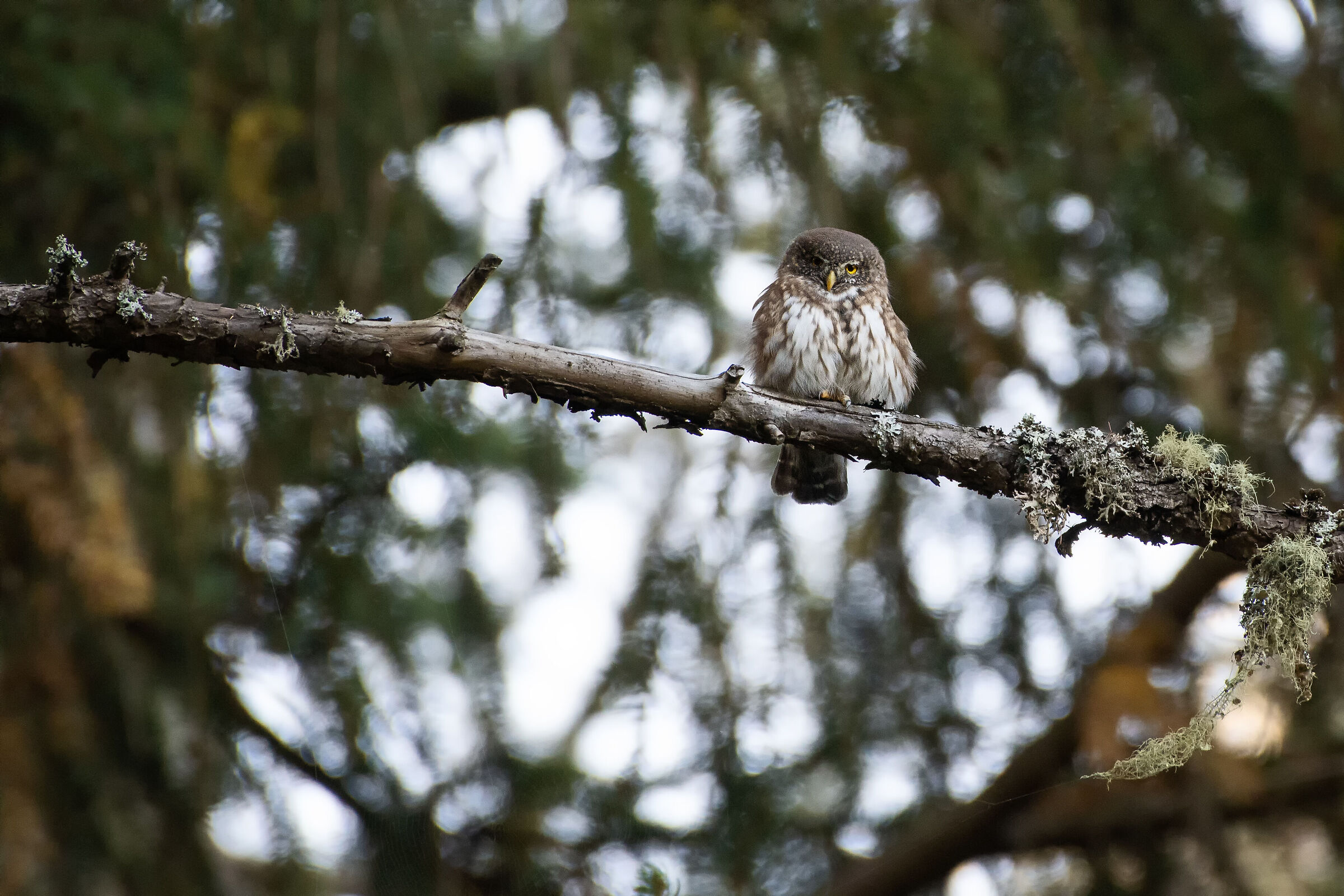 Civetta nana - Glaucidium passerinum
