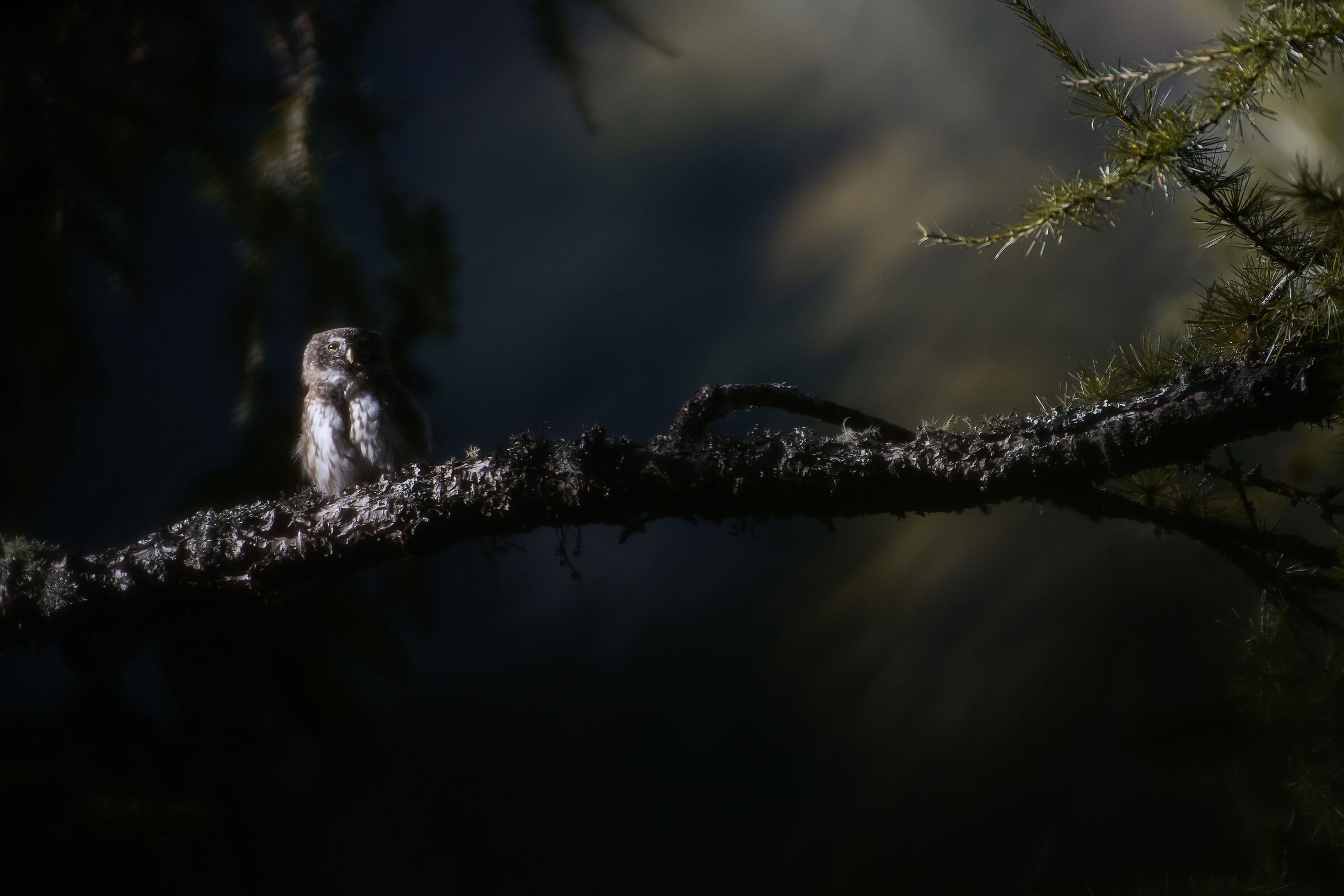 Civetta nana - Glaucidium passerinum