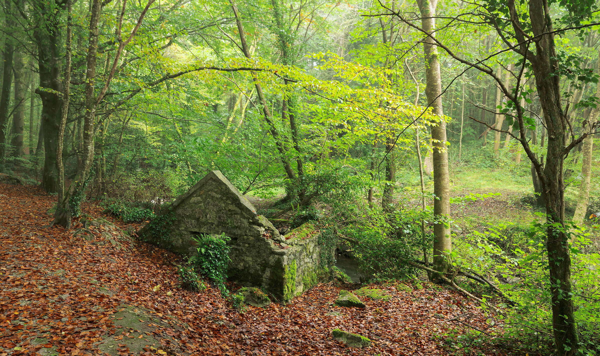 Forest Irish Cottage