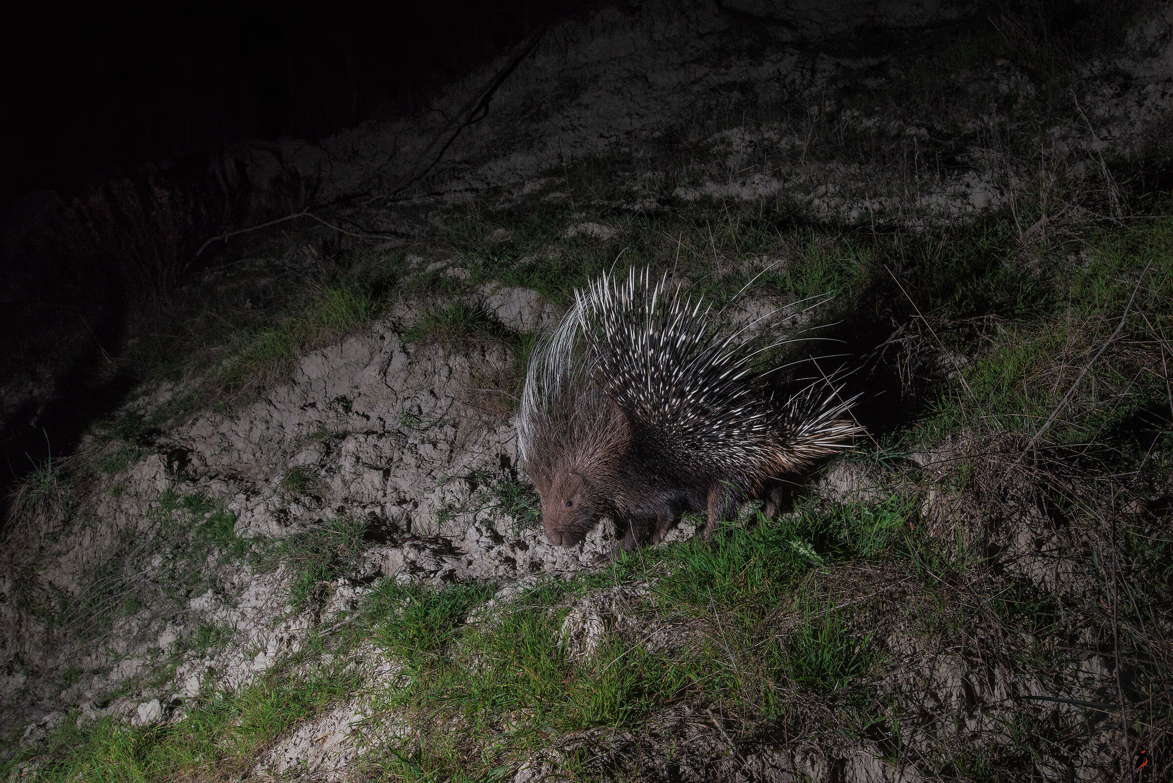 Hystrix cristata