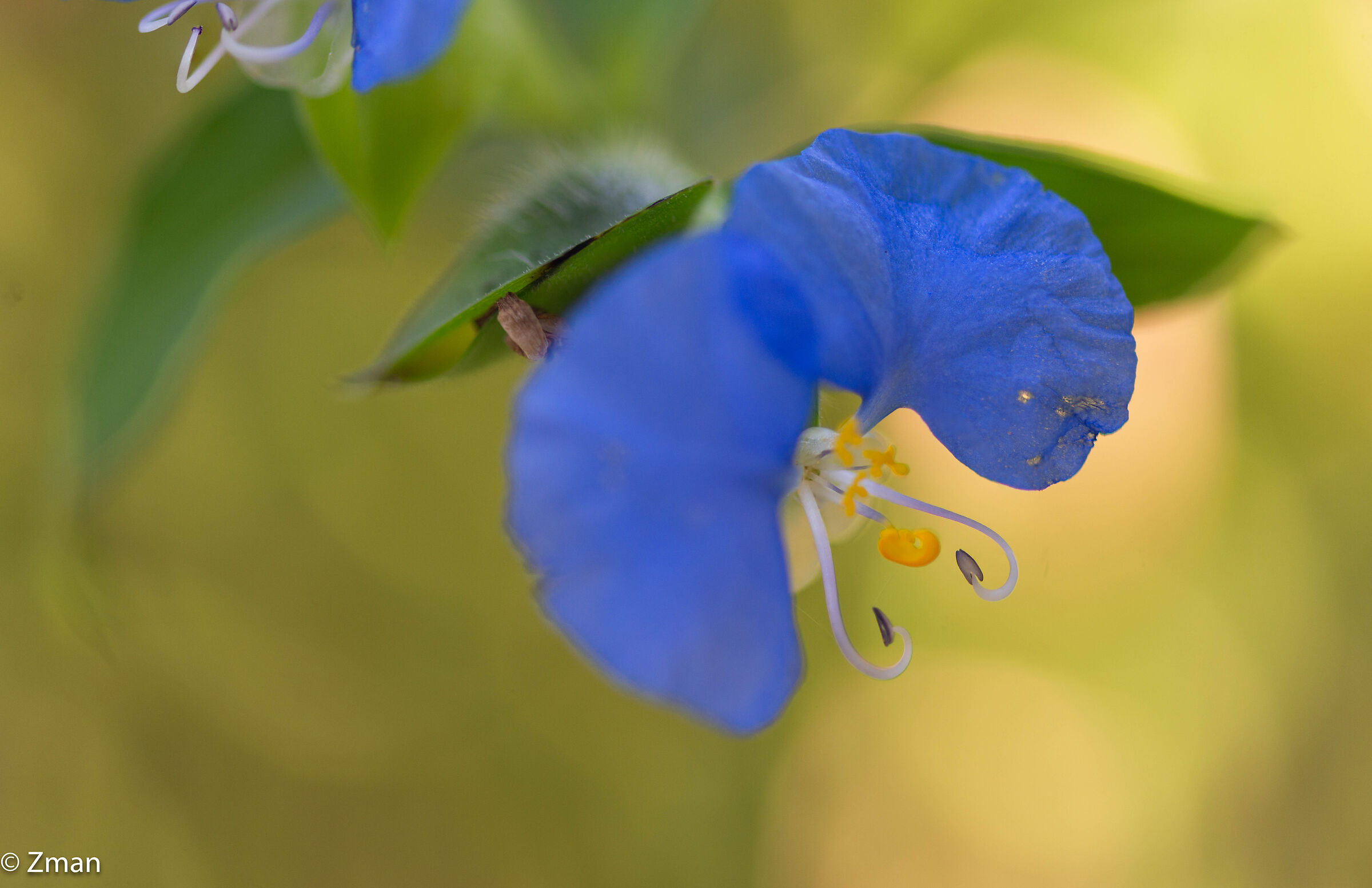 Bocca bianca Dayflower