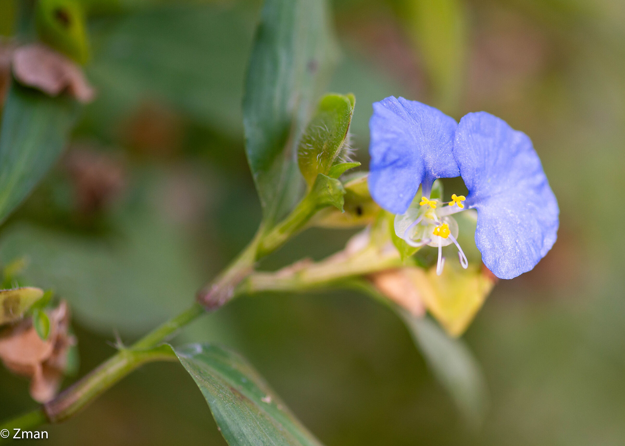 Bocca bianca Dayflower