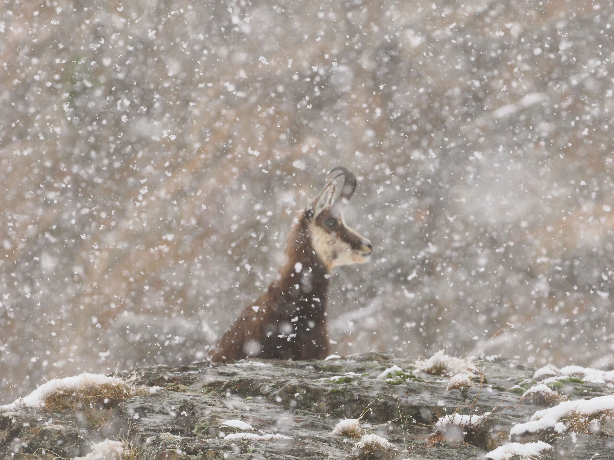 abundant spring snowfall