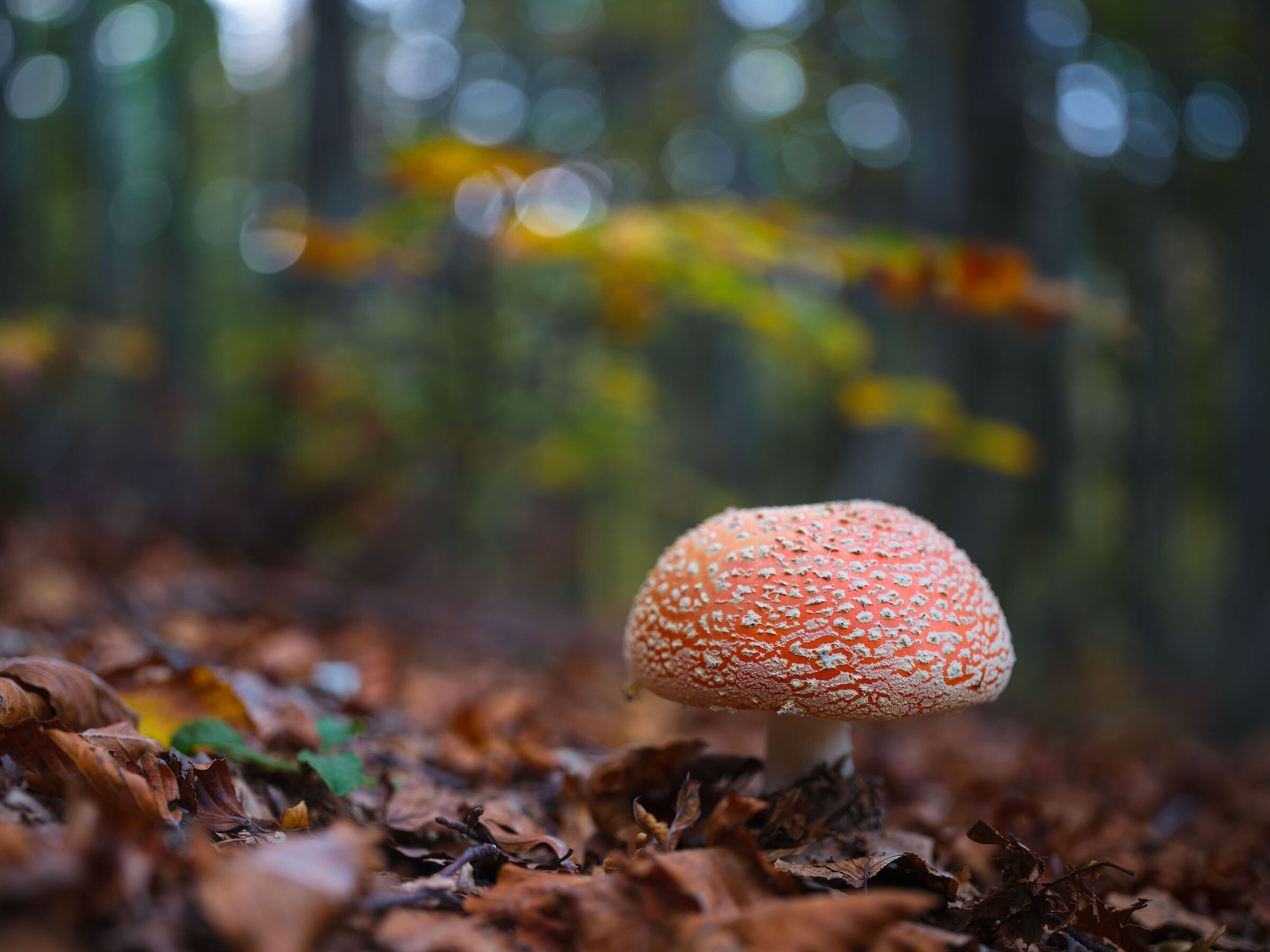 Amanita muscaria