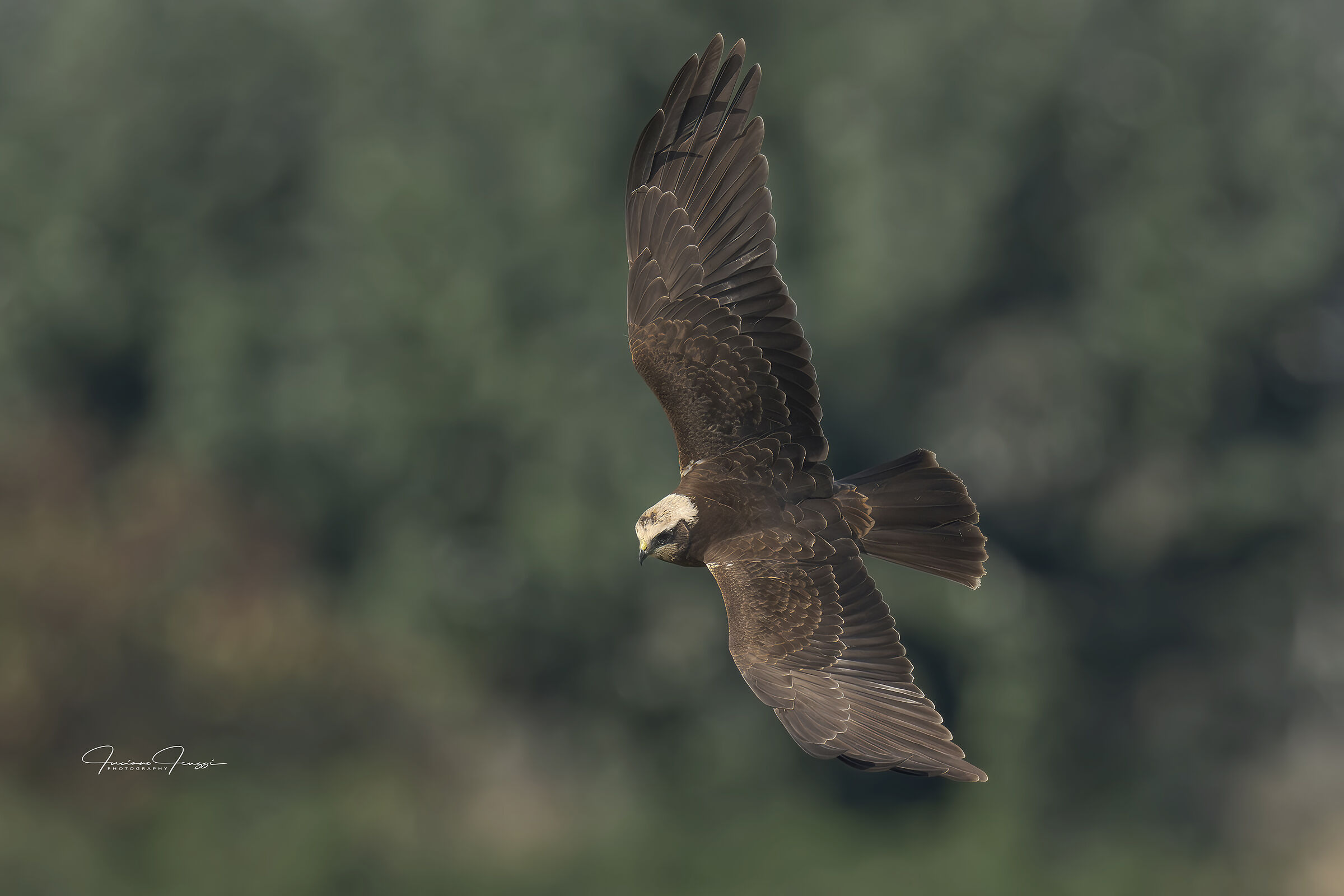 Falco di palude in caccia