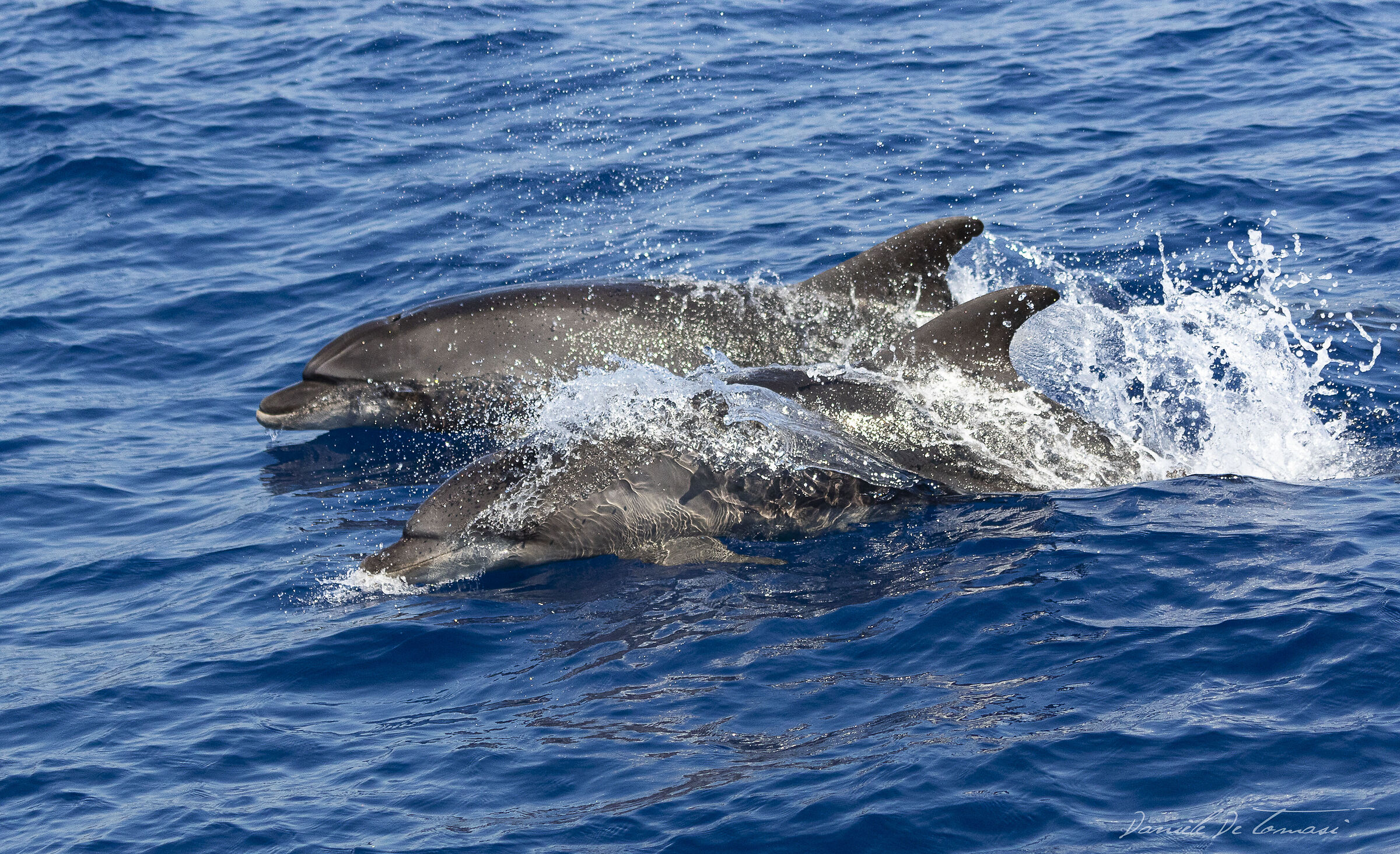 Dolphins