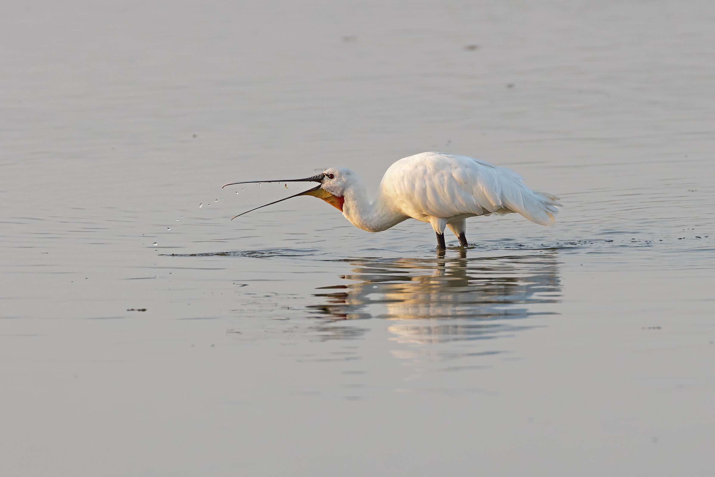 Spatula with Prey on the Fly-