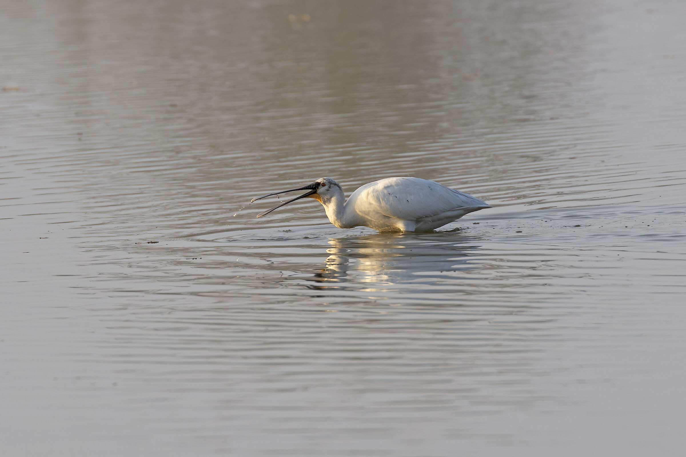 Young Spatula with Prey