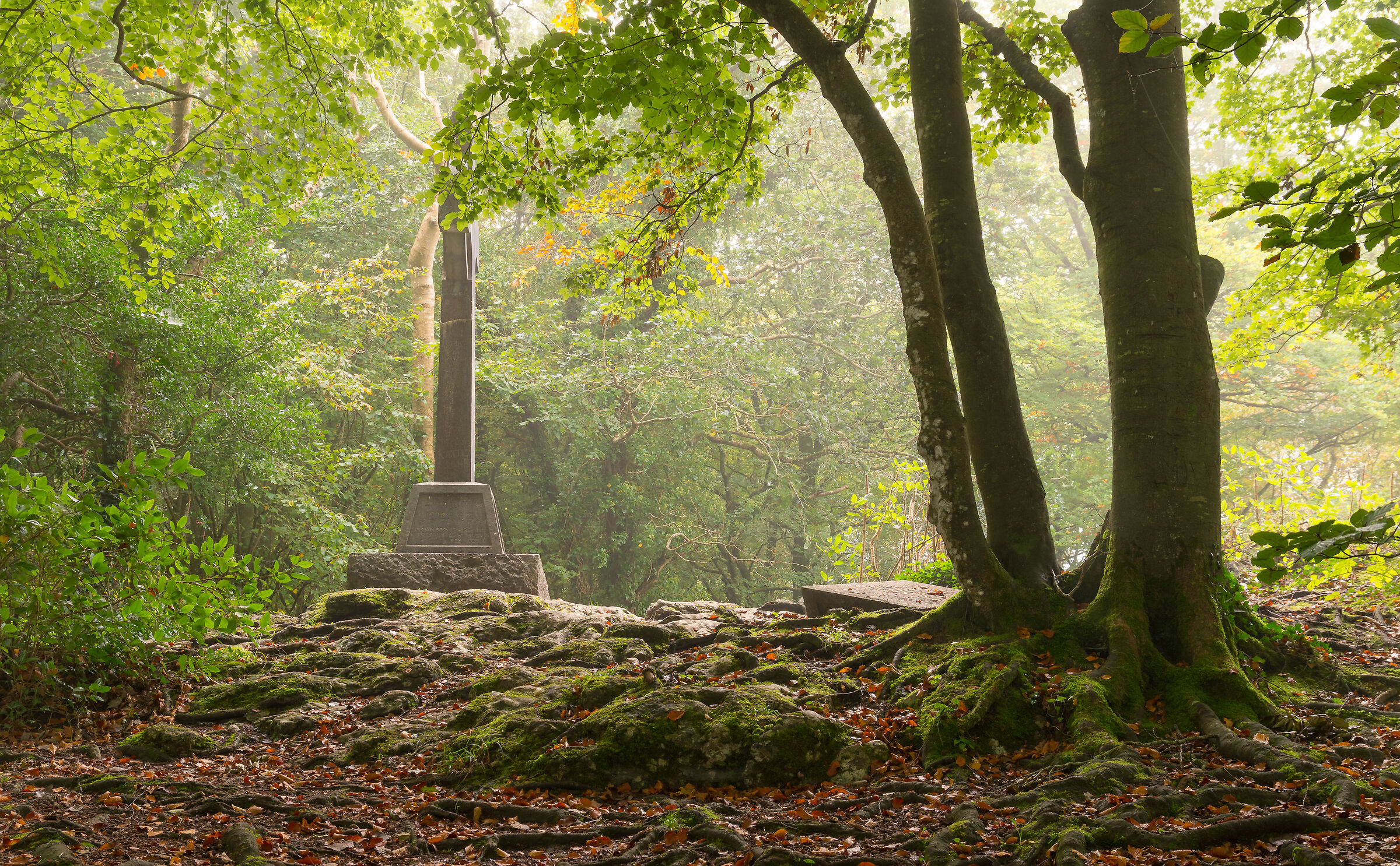 Irish forest Hill