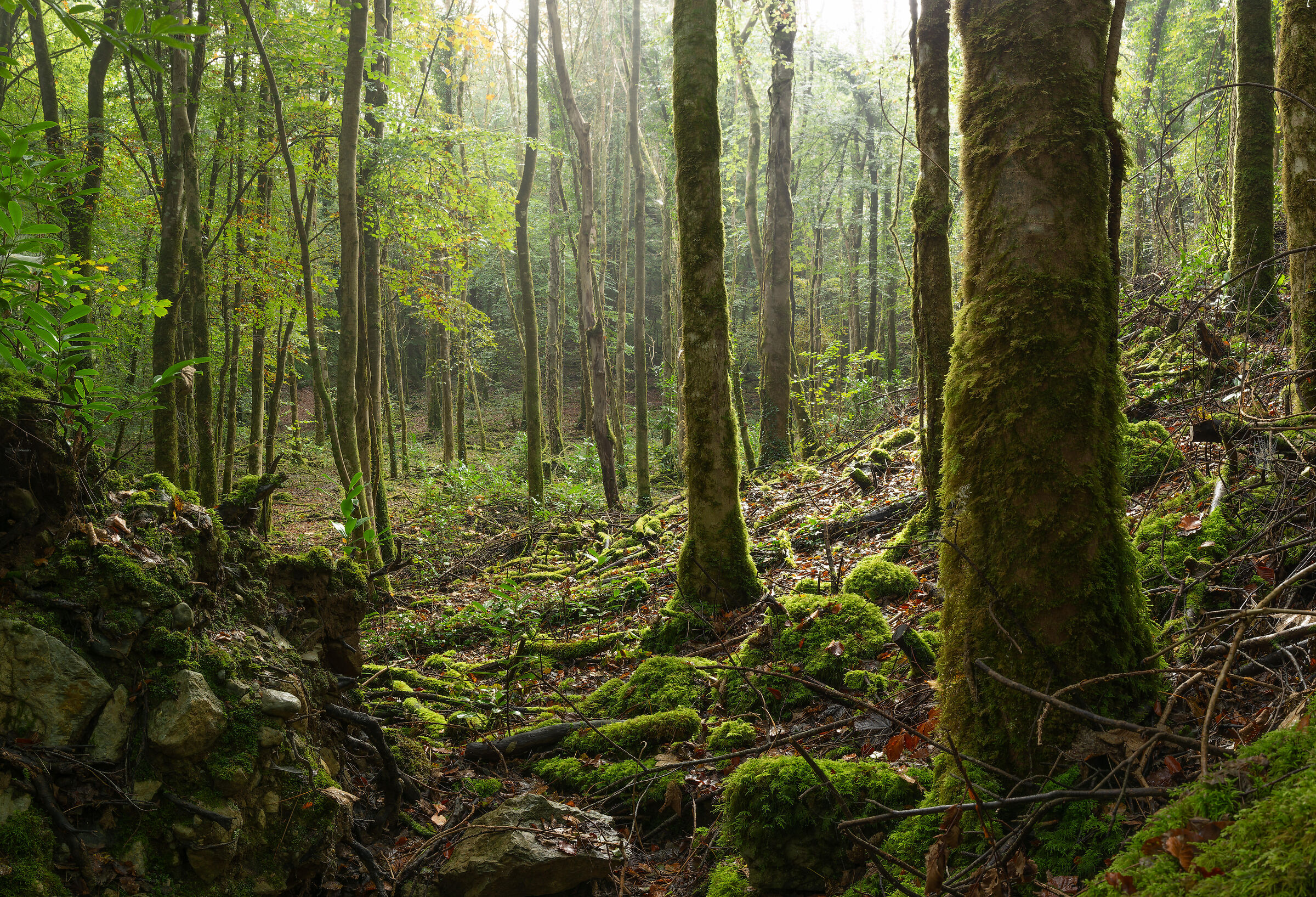 Irish Forest Fairy mist