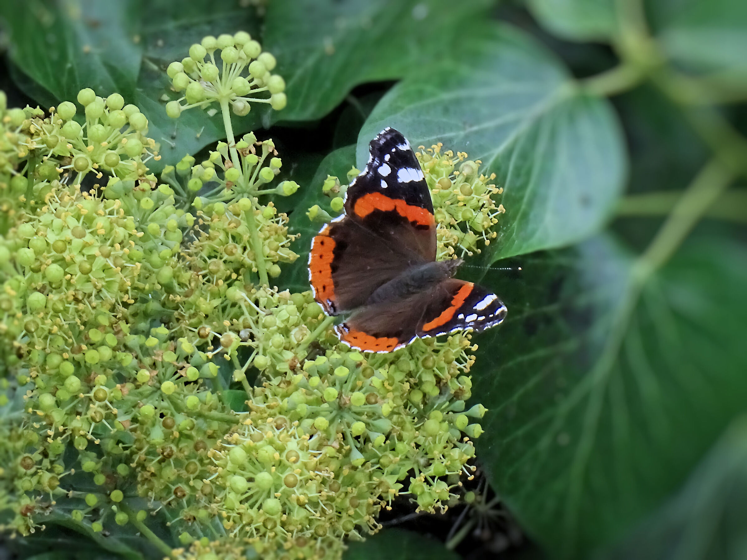 Vanessa Atalanta - 50X crop.1,80