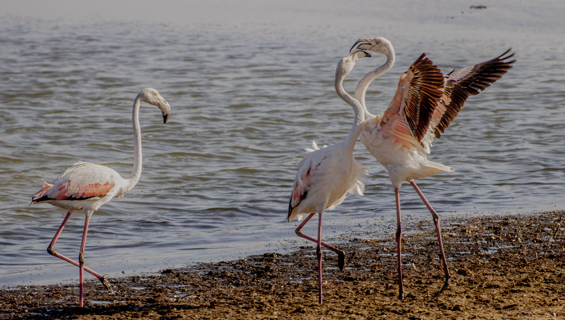 Bickering at the Salina dei Monaci