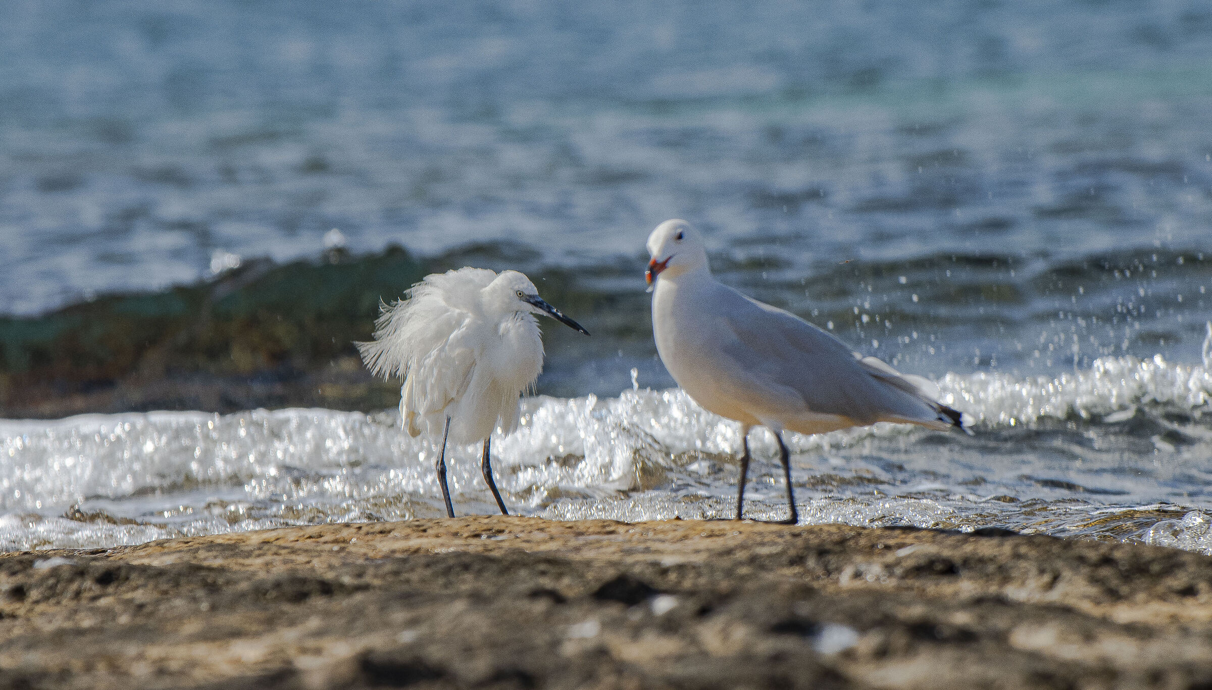 The Egret that has been following the Seagull for hours!