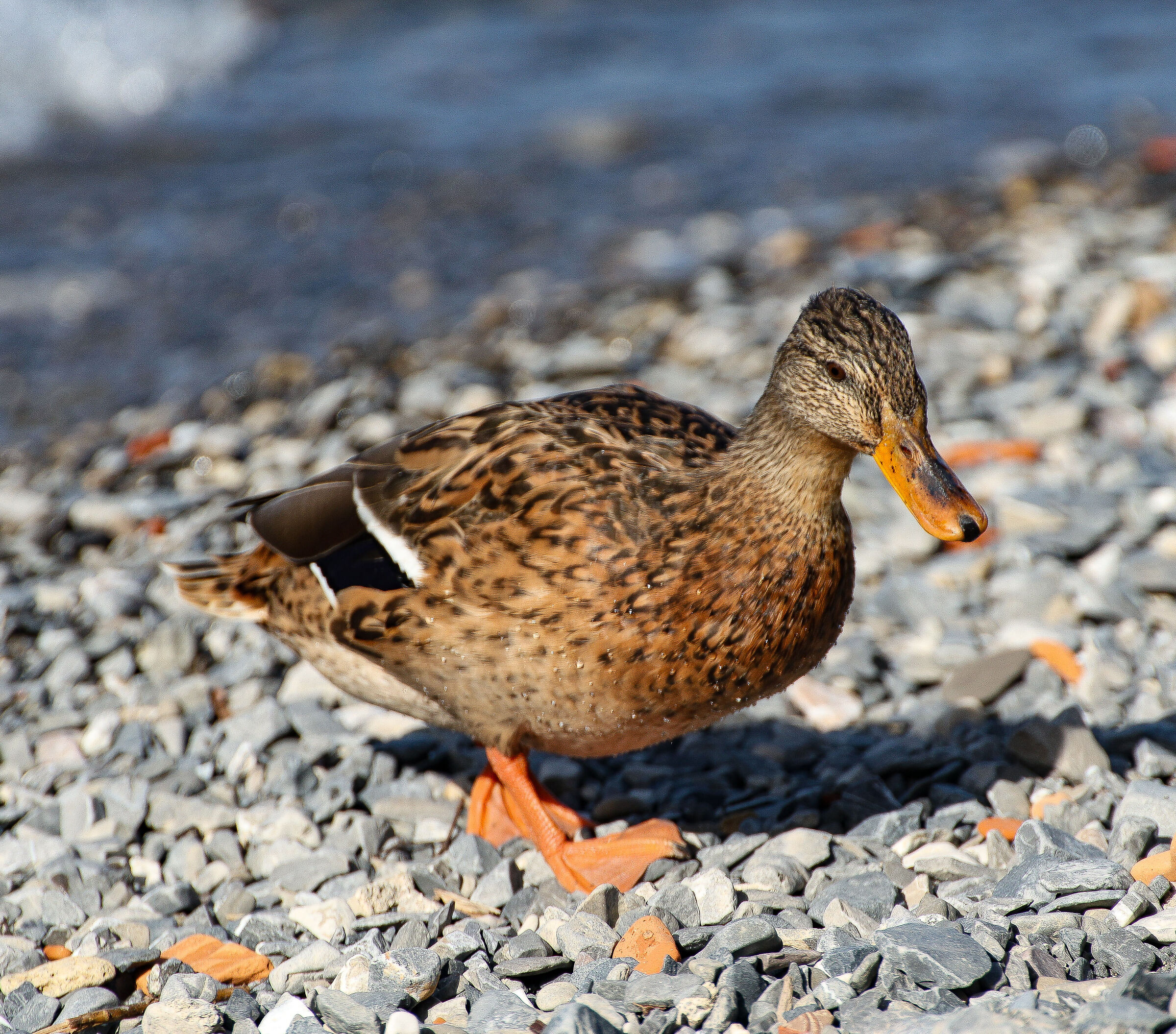 Mallard 1