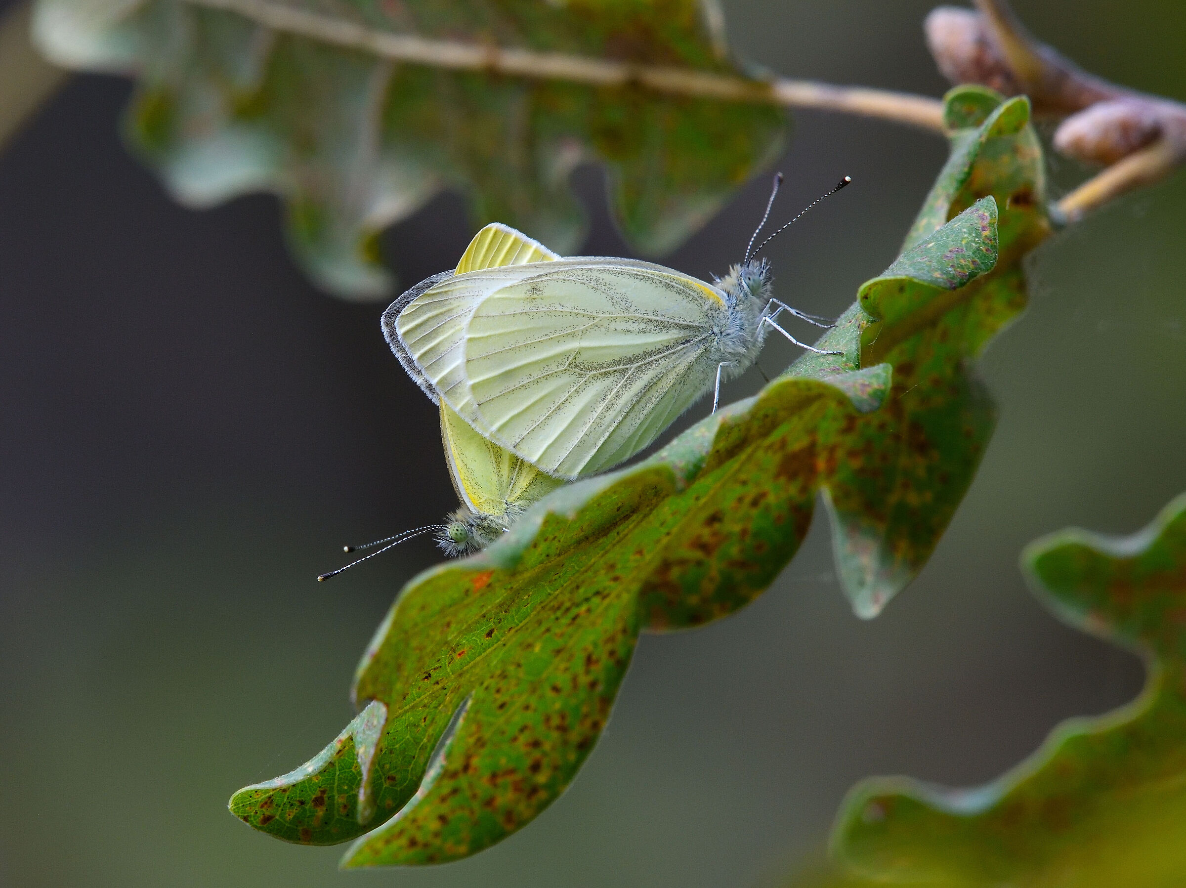 coupling Pieris Napi
