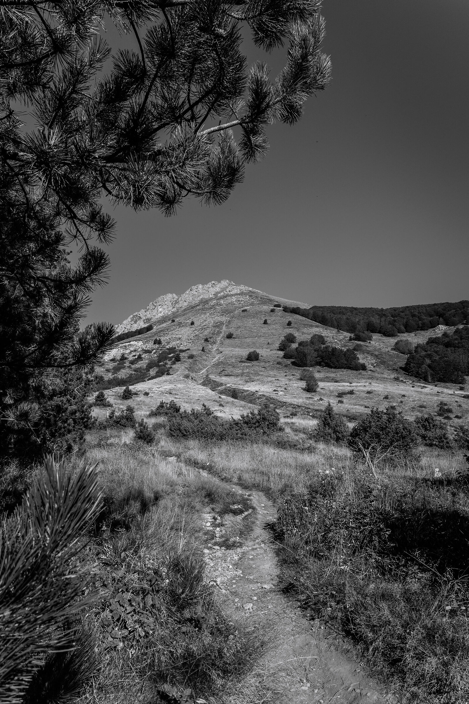 Via per il Monte Alto con pini