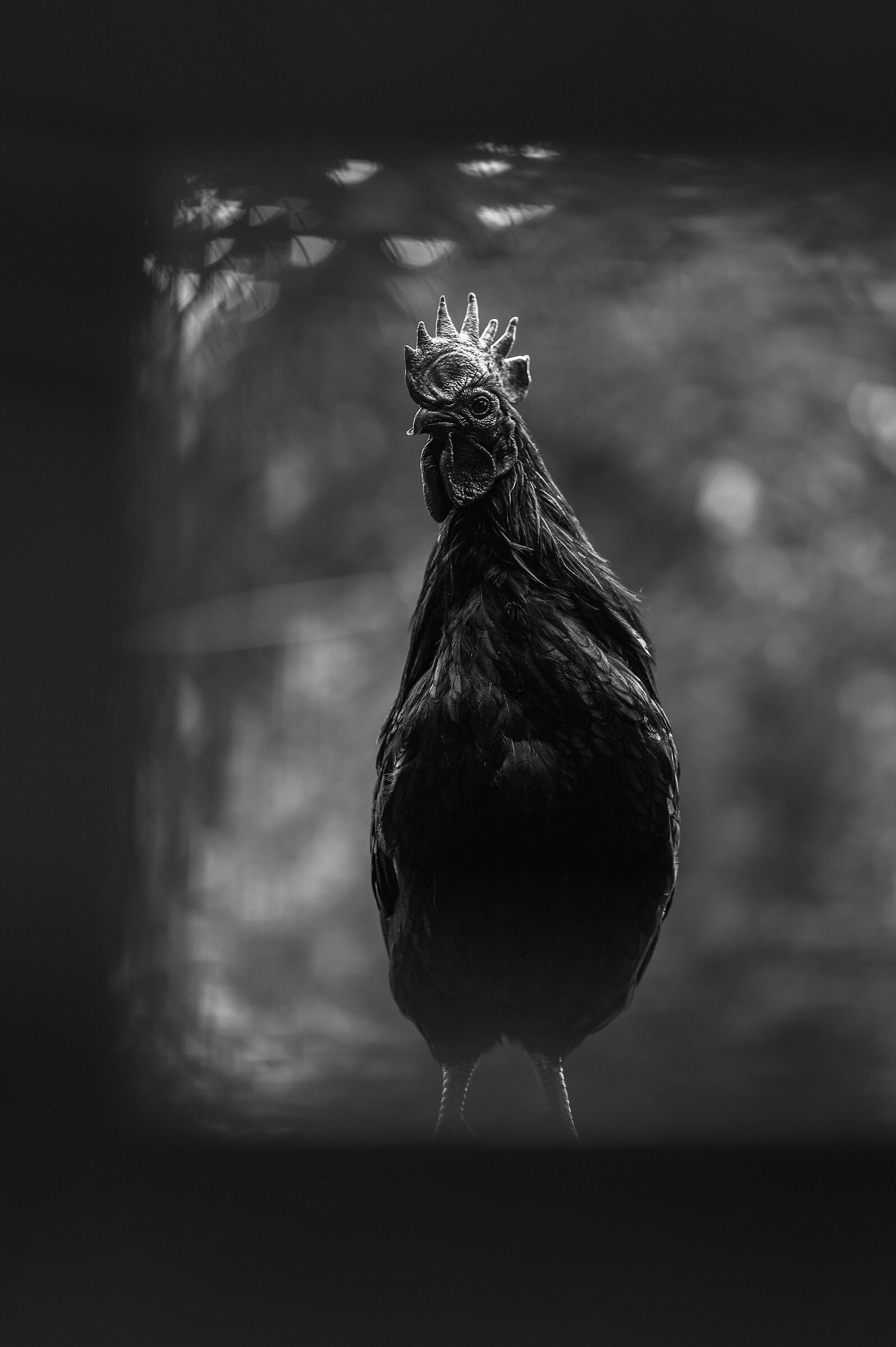 Ayam Cemani - Gallo nero indonesiano
