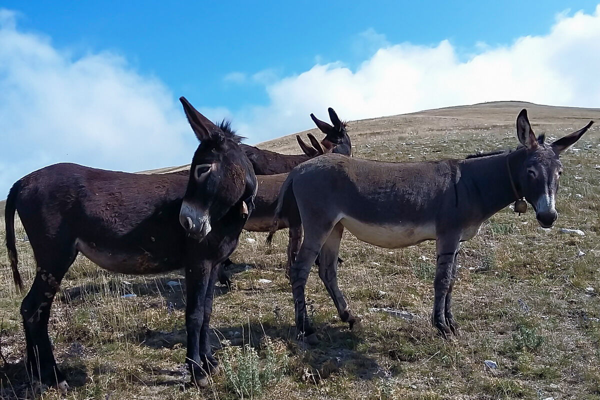 I look at donkeys that don't fly in the sky