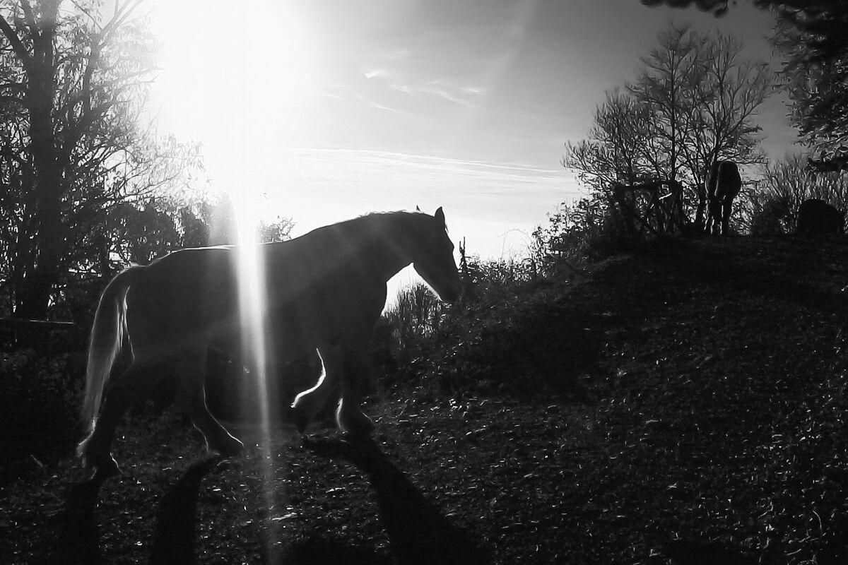 Cavaddu cecu de la minera