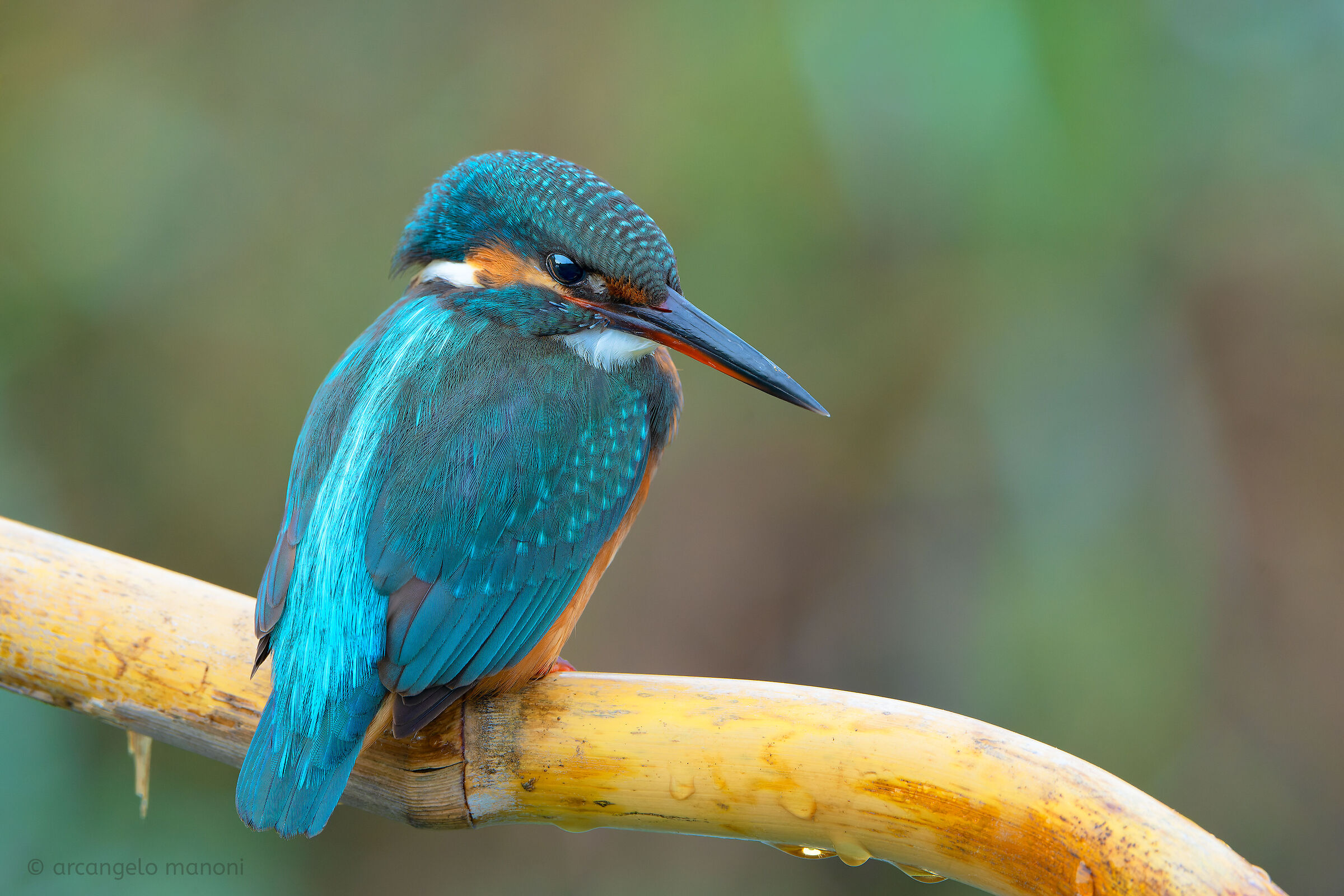 La mia amica martina