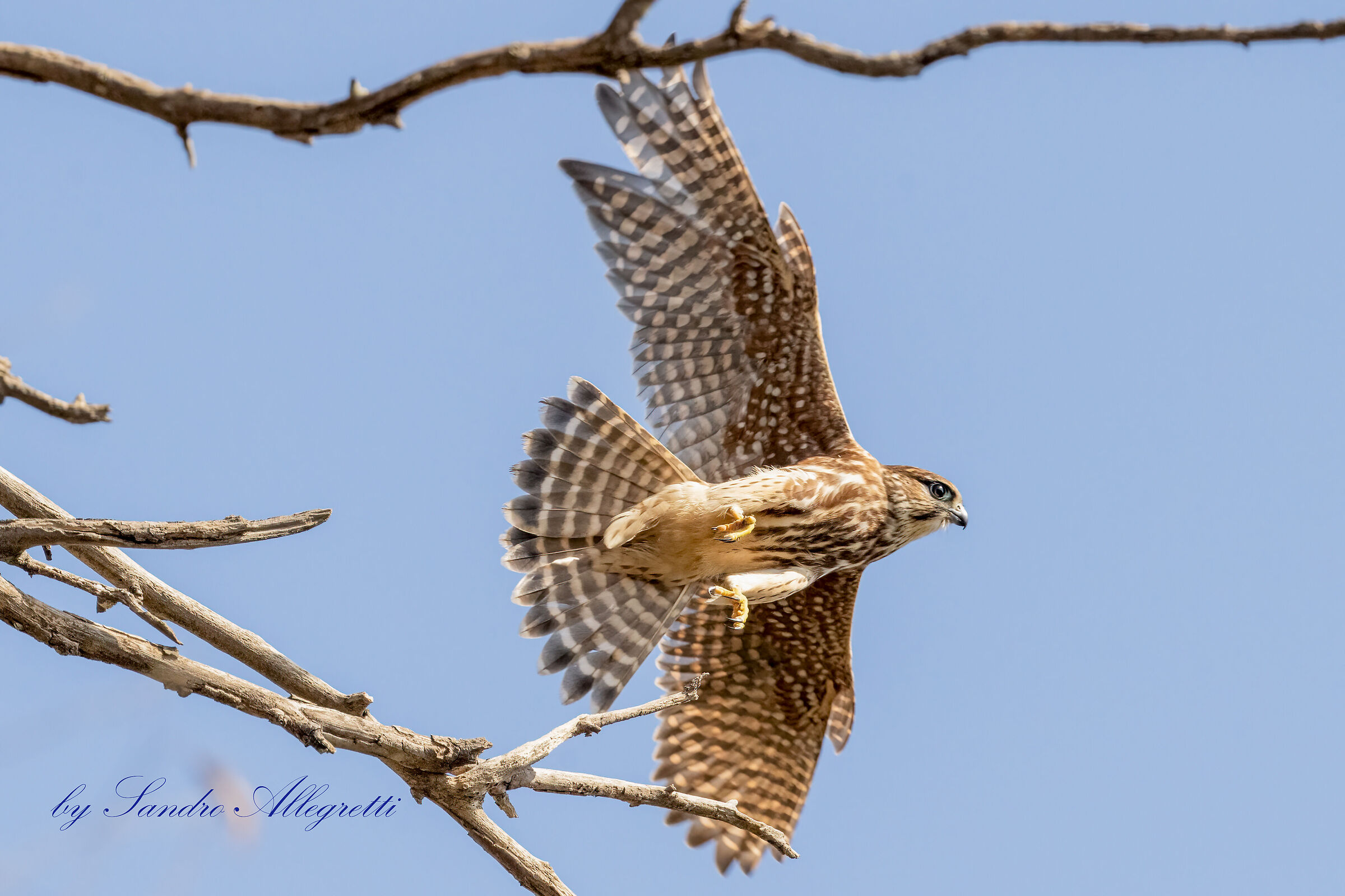 Lo smeriglio (Falco columbarius)