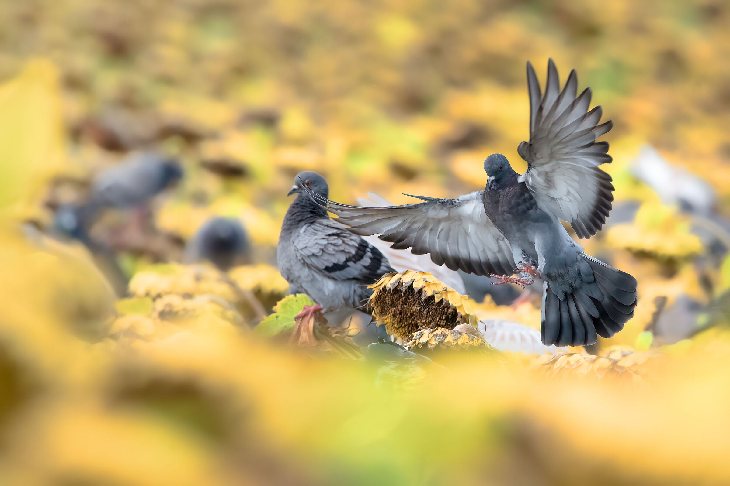 Threshing at the doors, last availability of seeds.