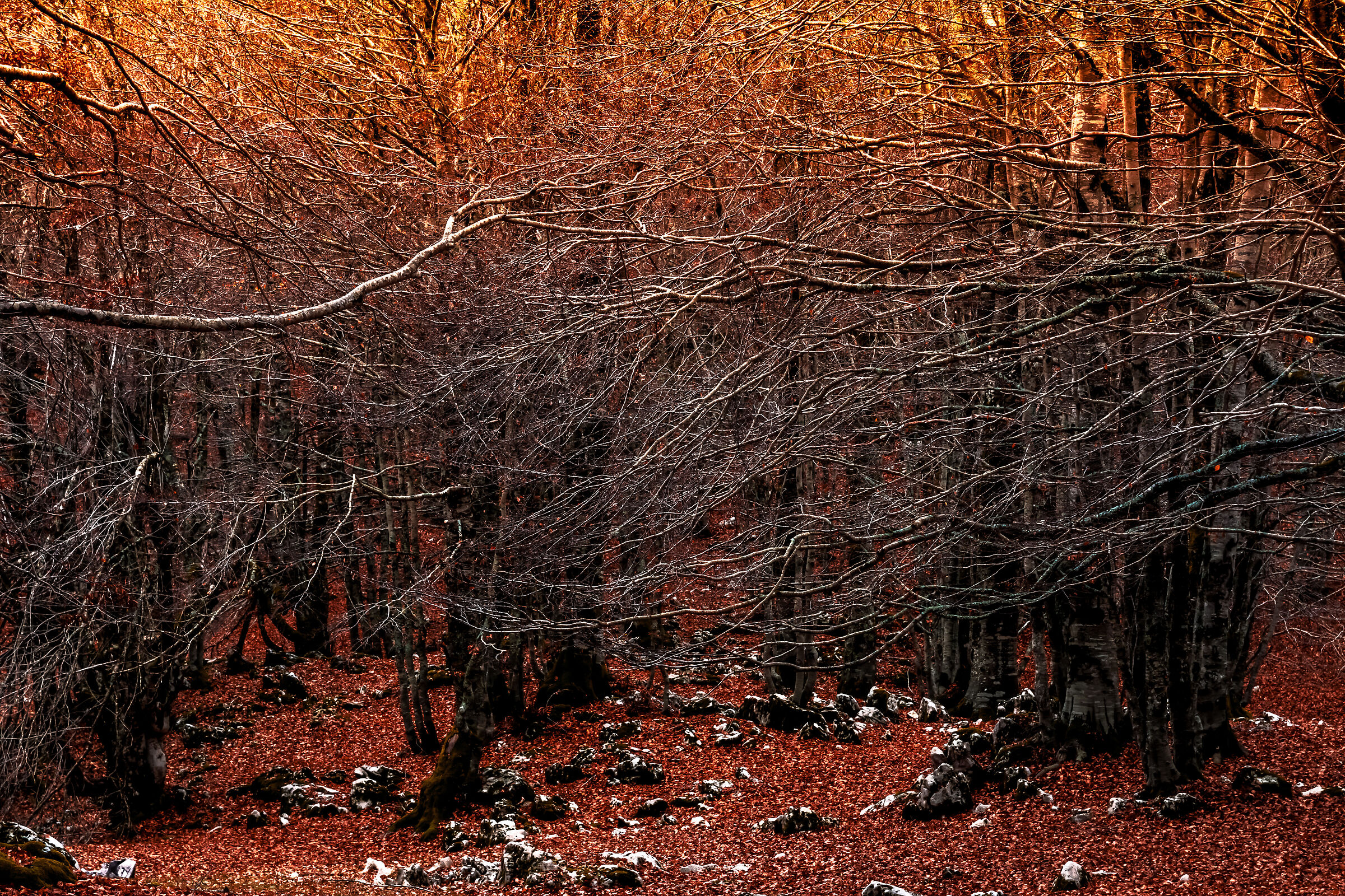 Autumn intrigue