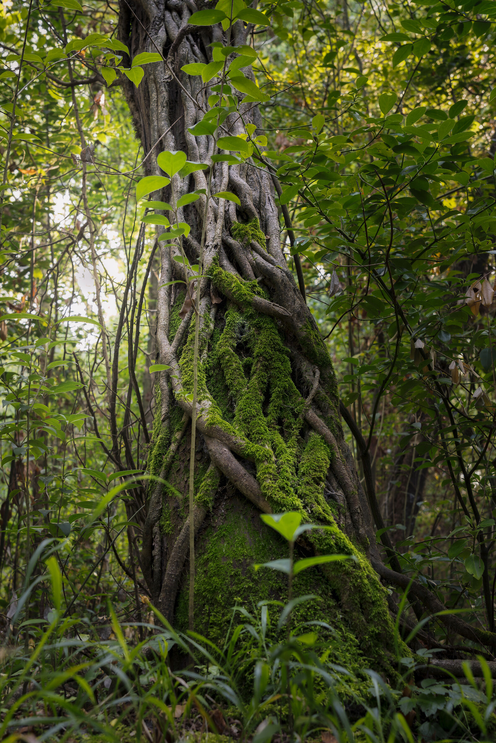 Lost in the woods