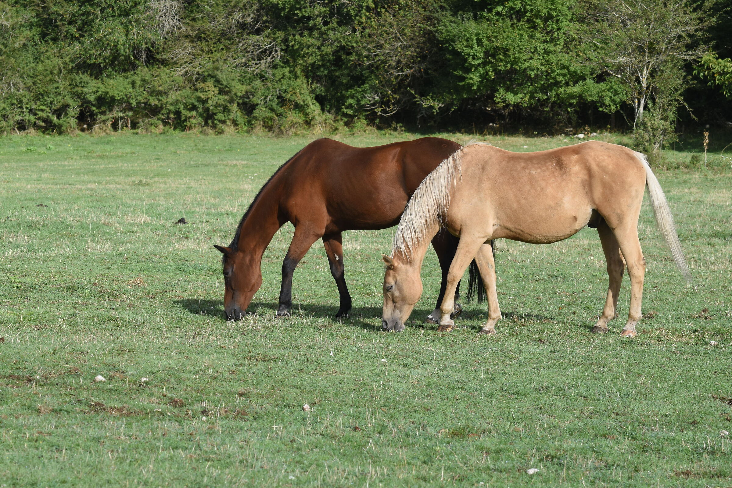 Horses in Pescasseroli