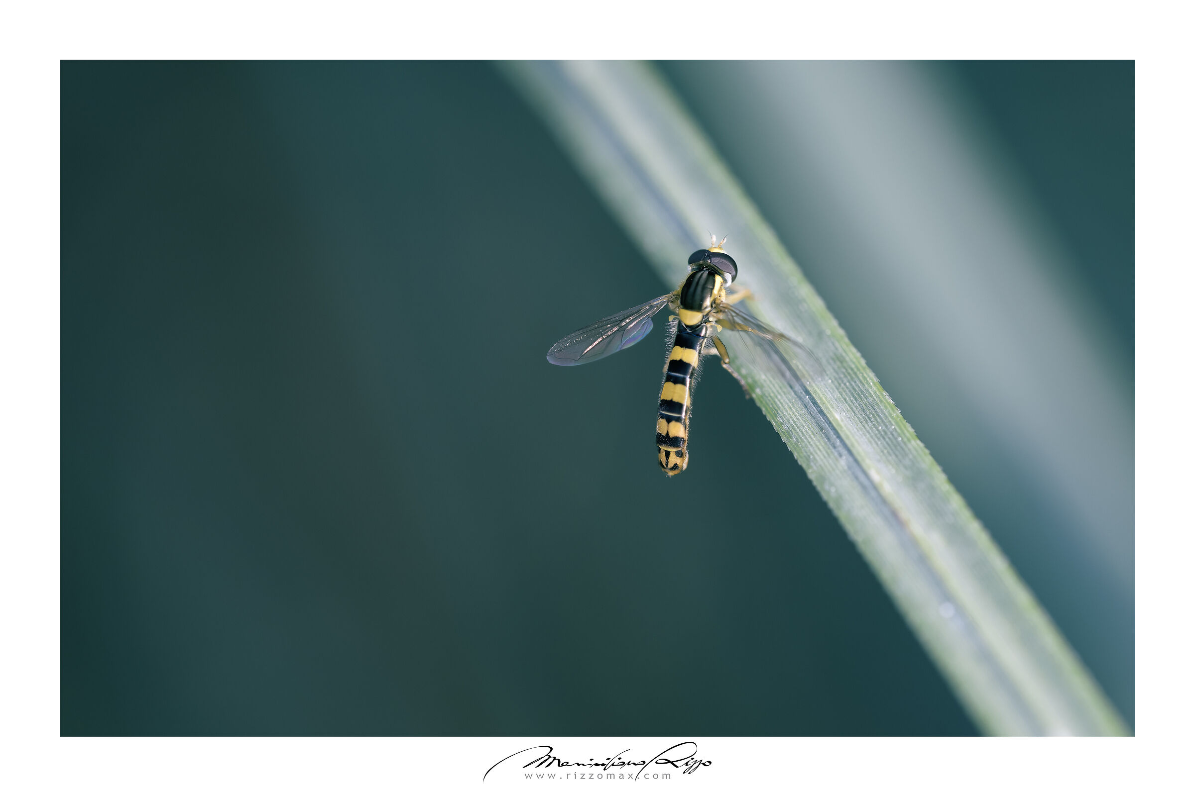 The delicate and elegant Sirfide.