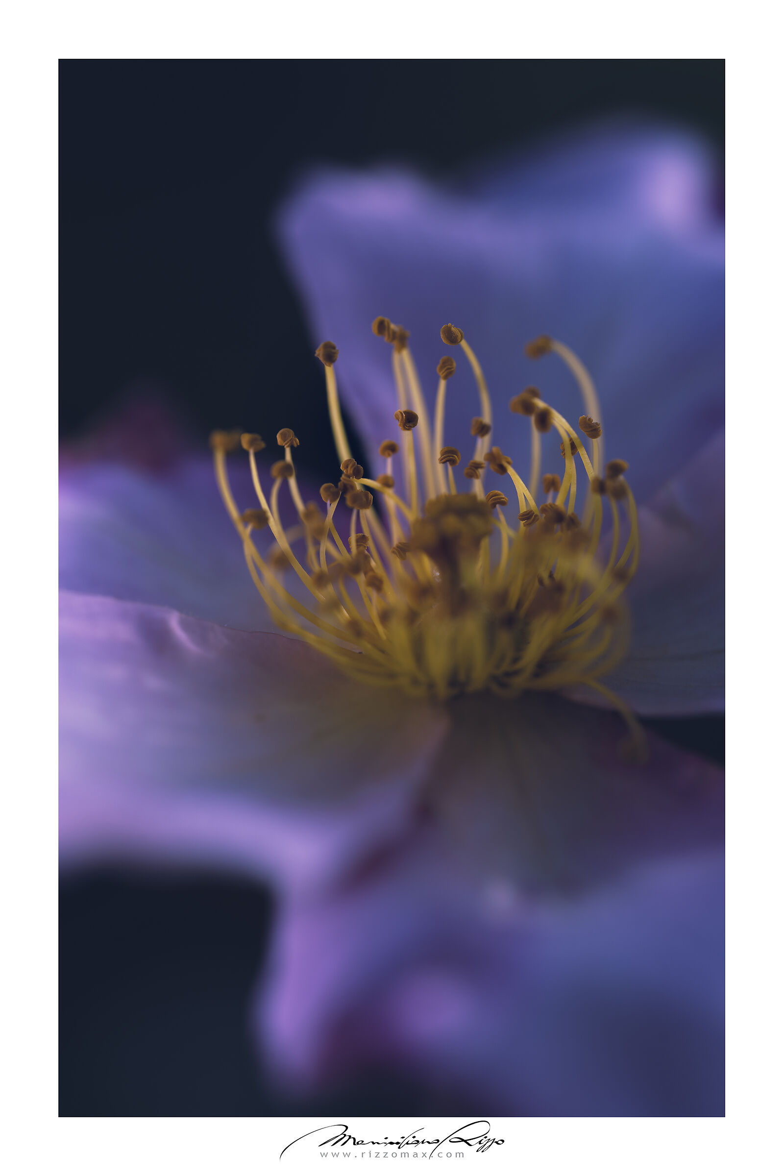 Untitled Photo