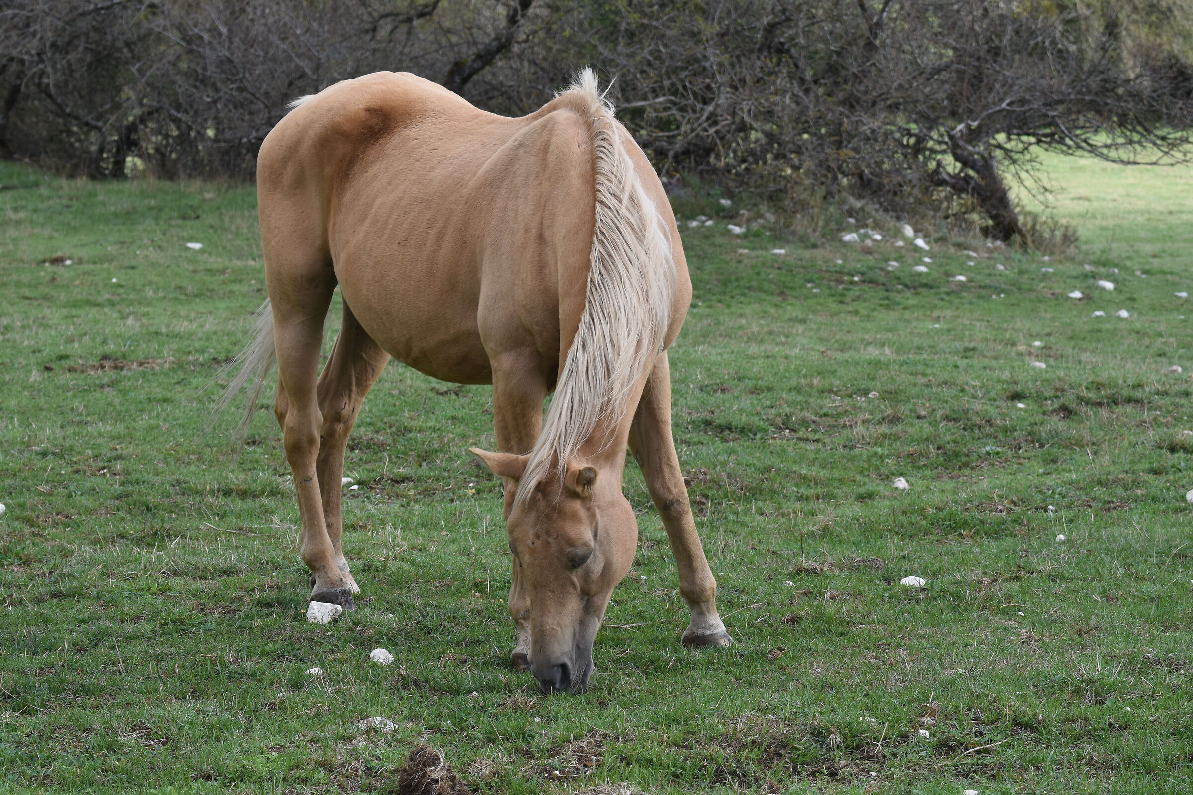Horse riding in Pescasseroli