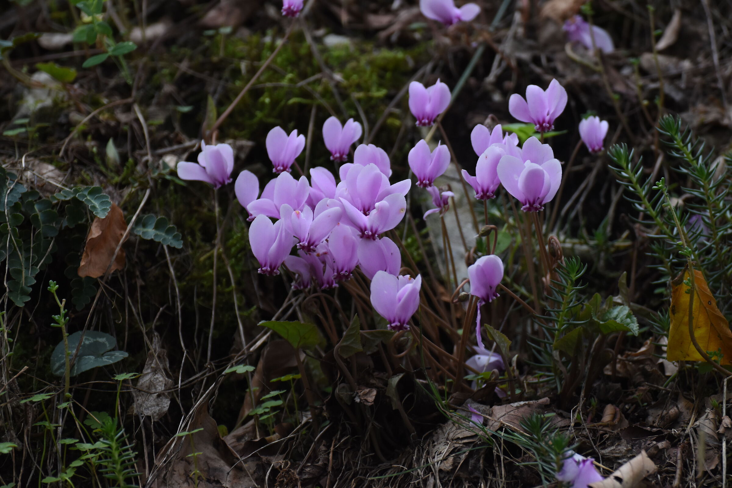 Cyclamen