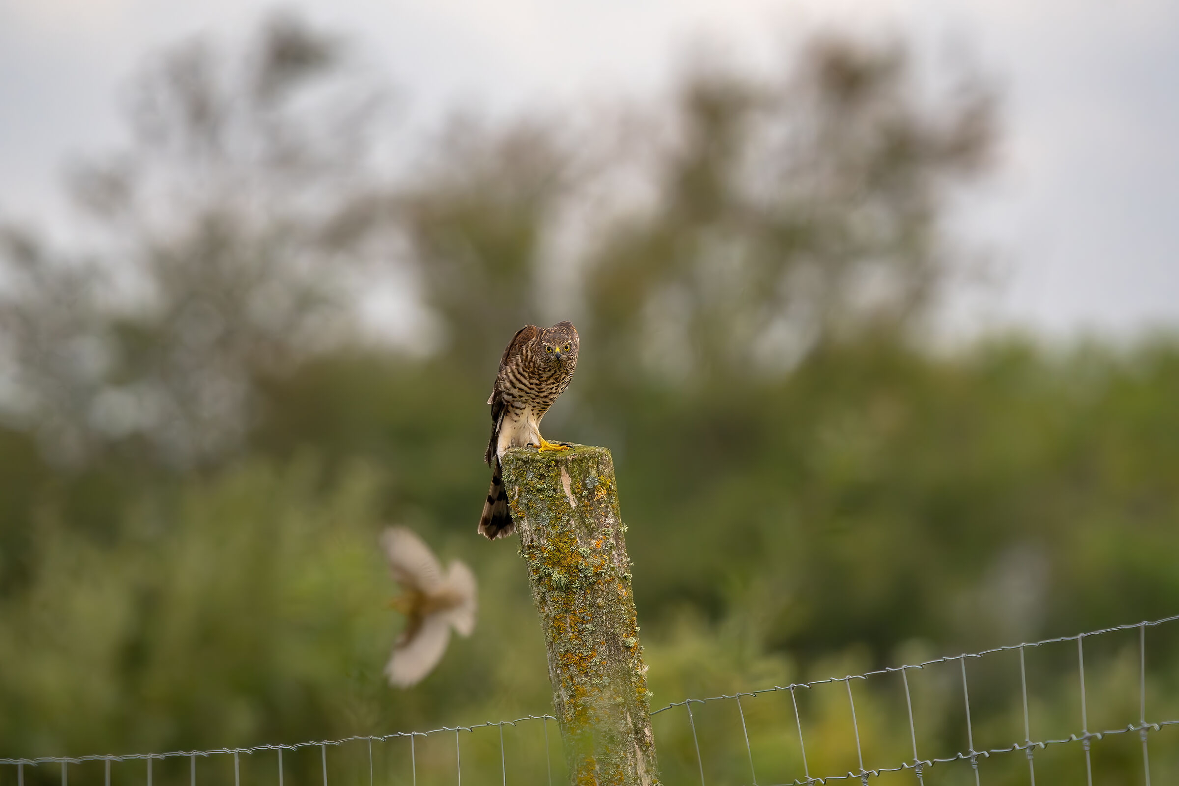 Sparviere con "photobomber"
