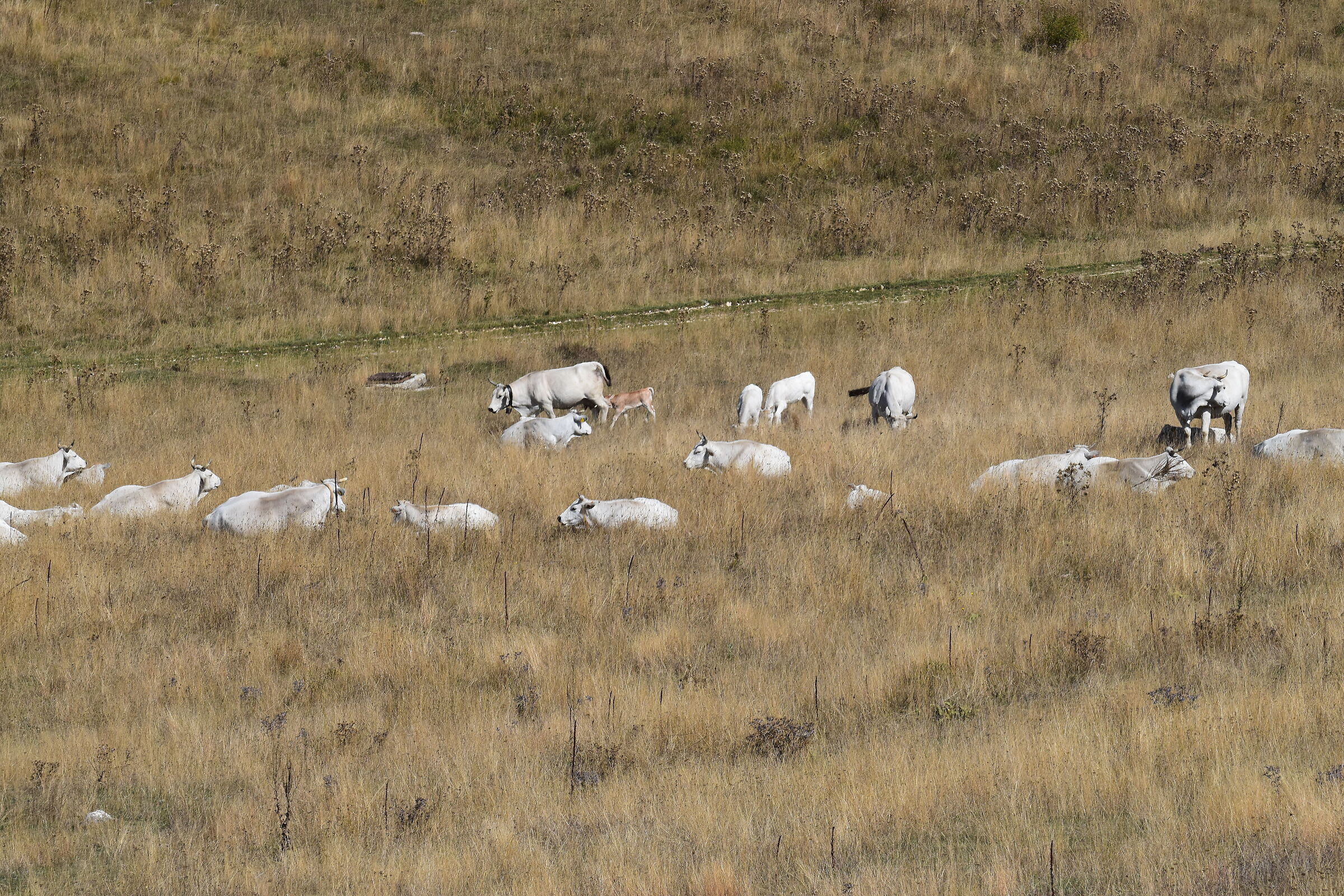 Cicerana cows