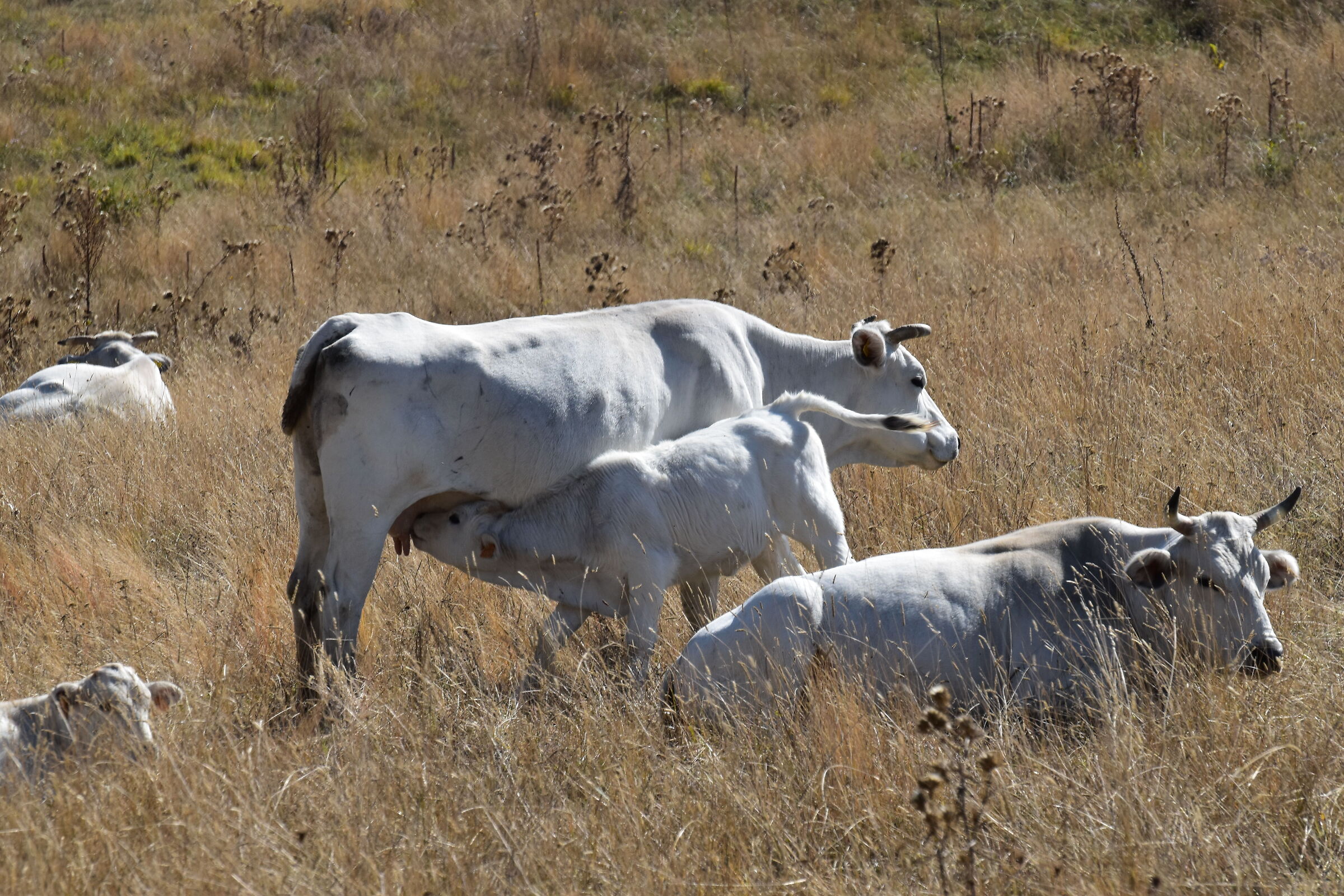 Cicerana cows