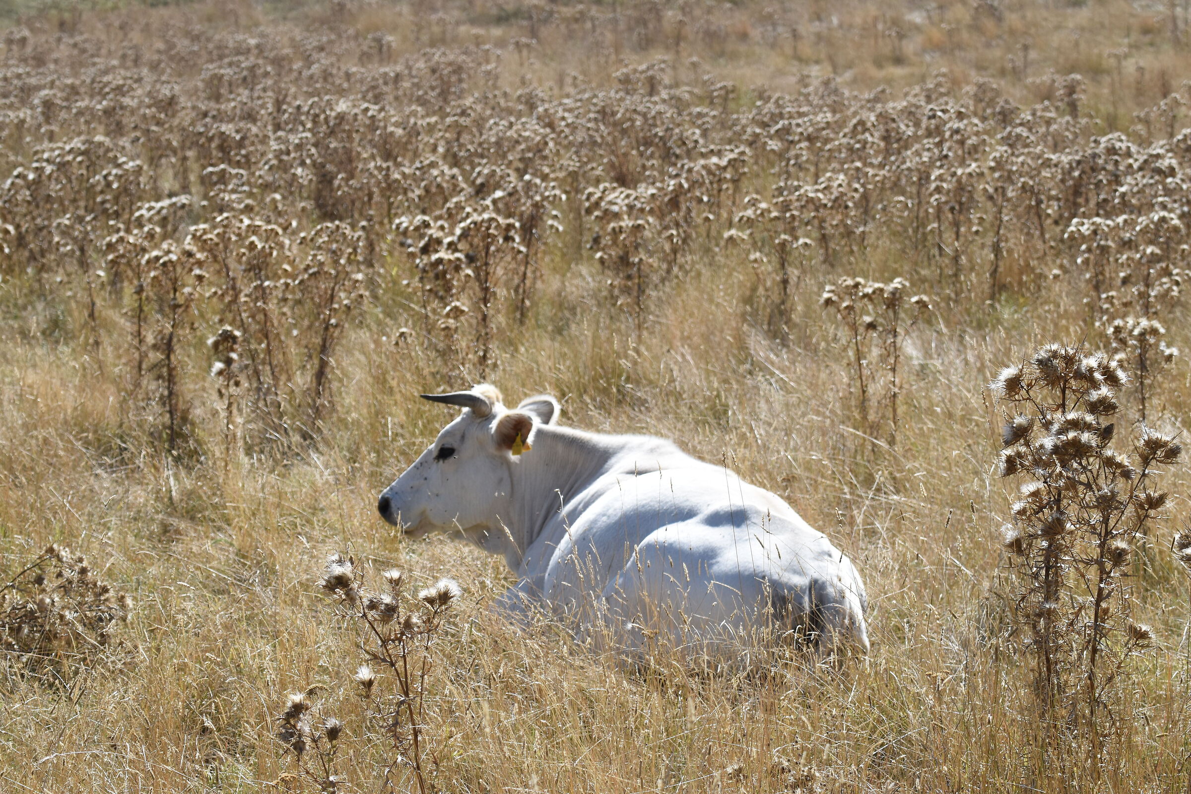Cicerana cow