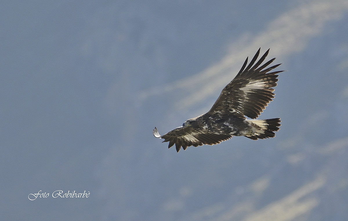 When the eagle flies...