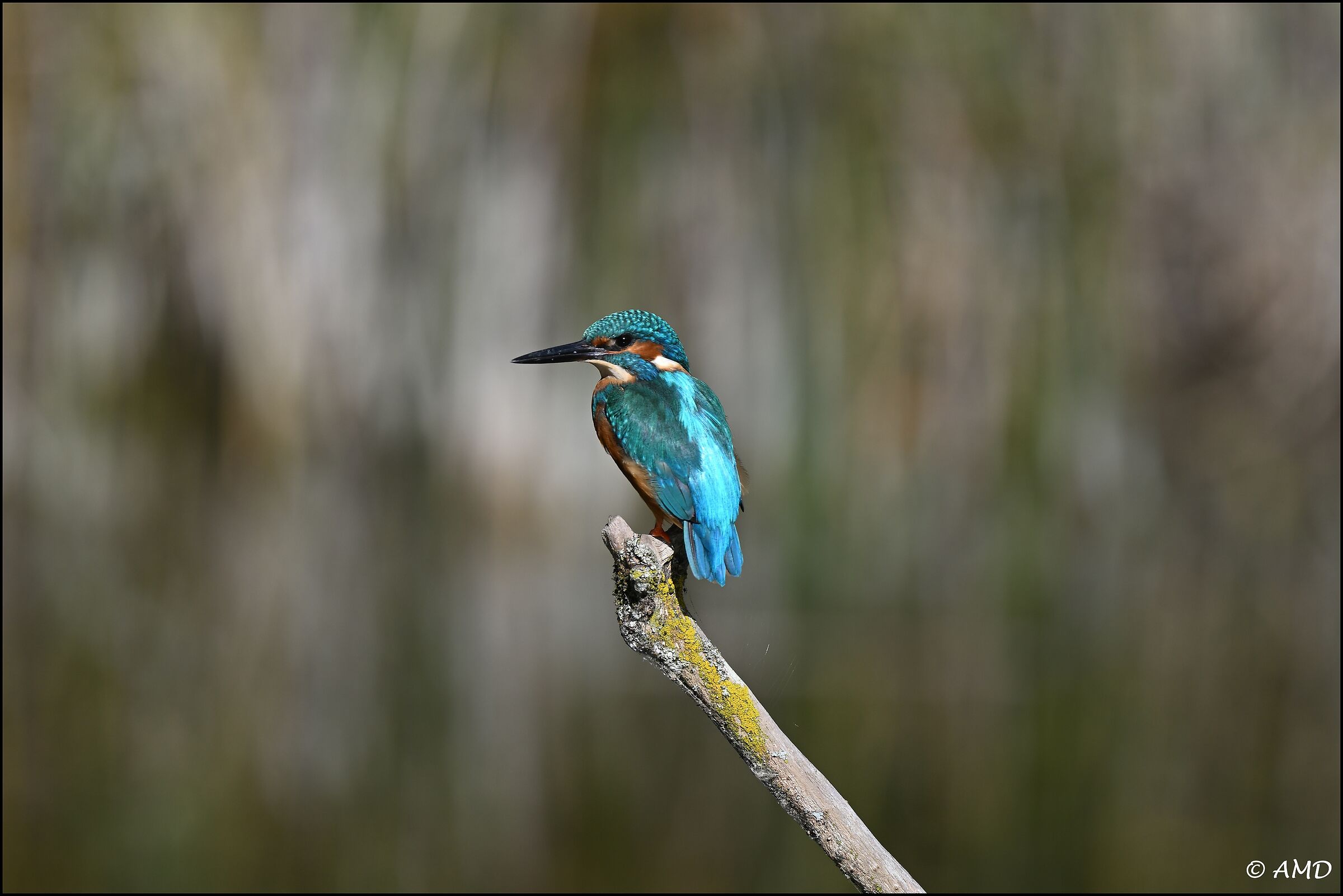 Kingfisher