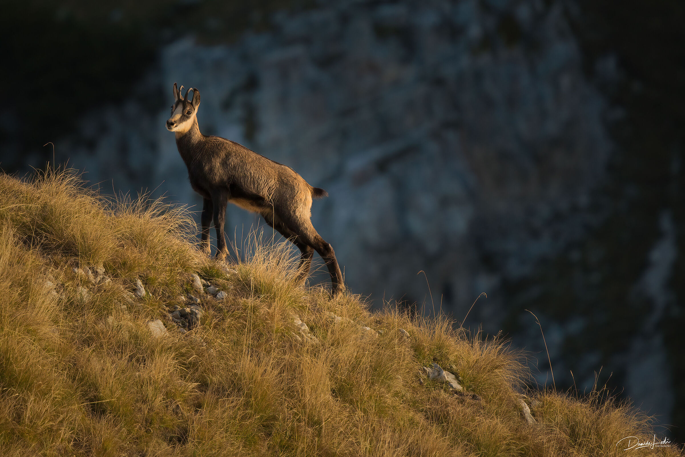 Chamois