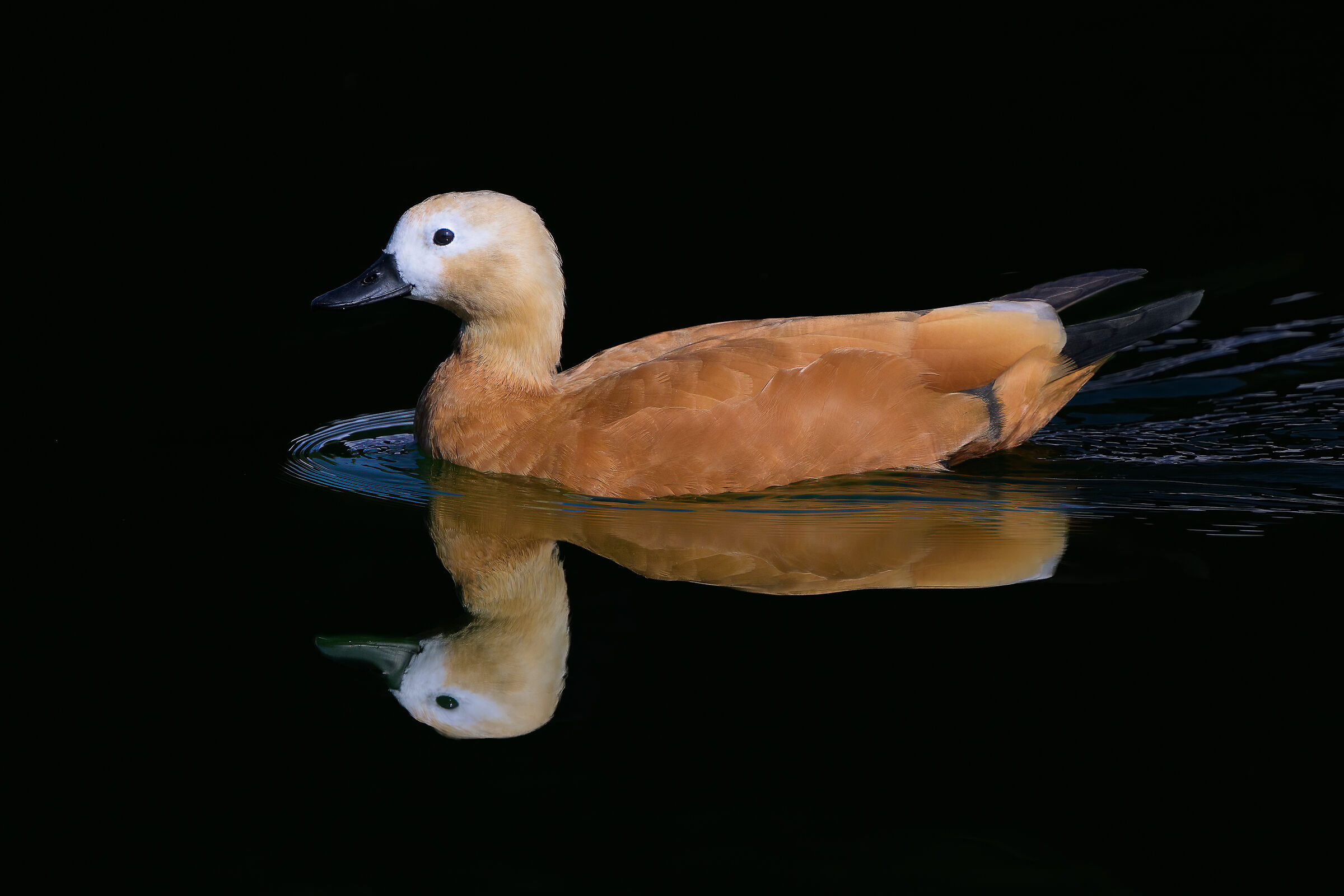 Tadorna ferruginea