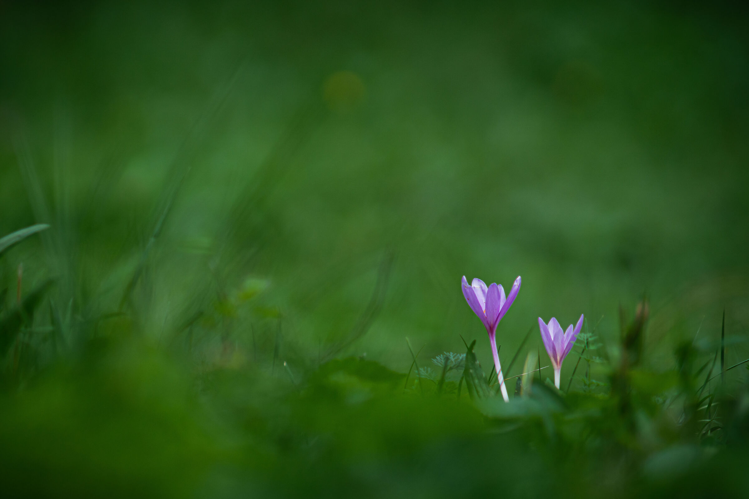 Colchicum autumnale